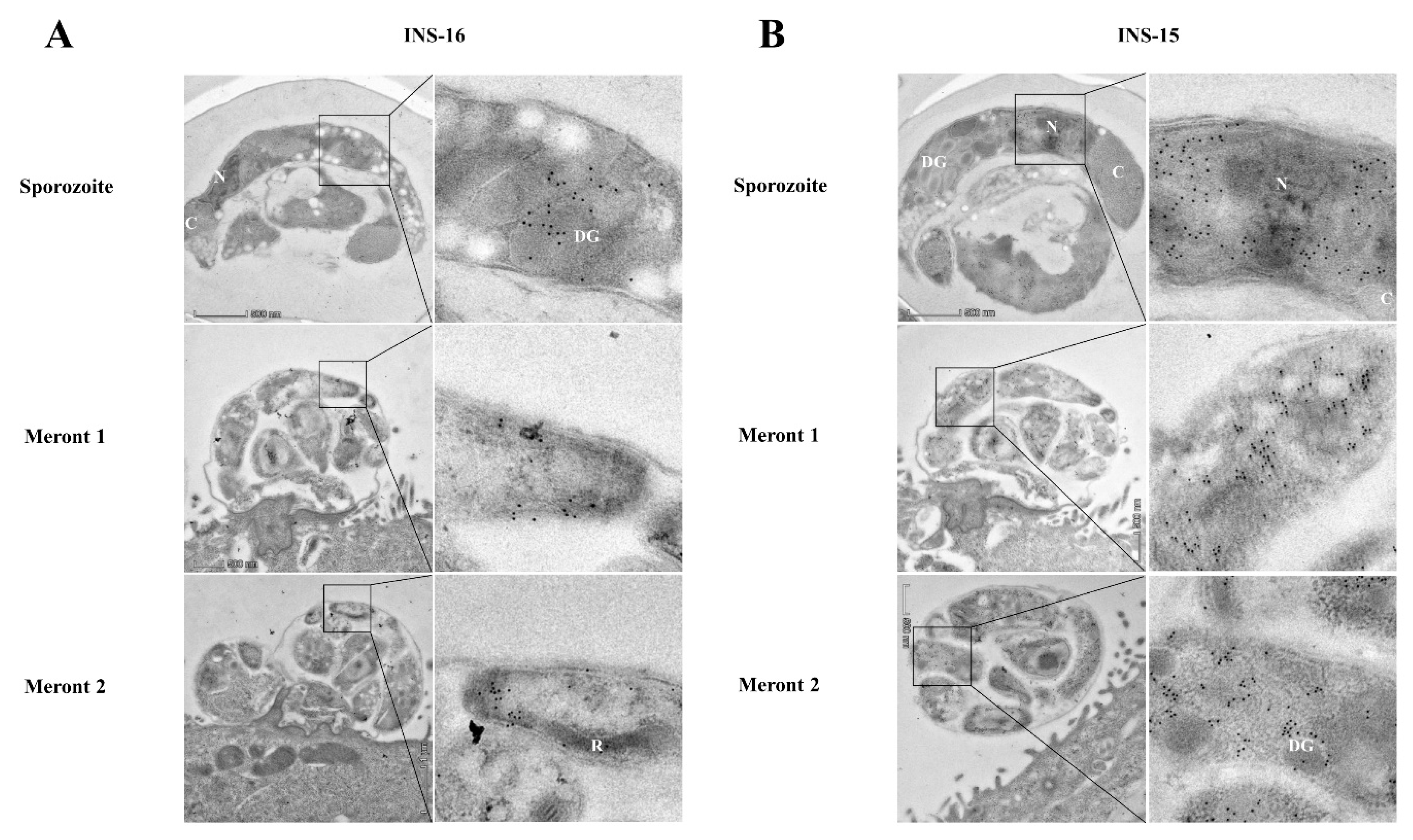 Ijms 23 07617 g004 550
