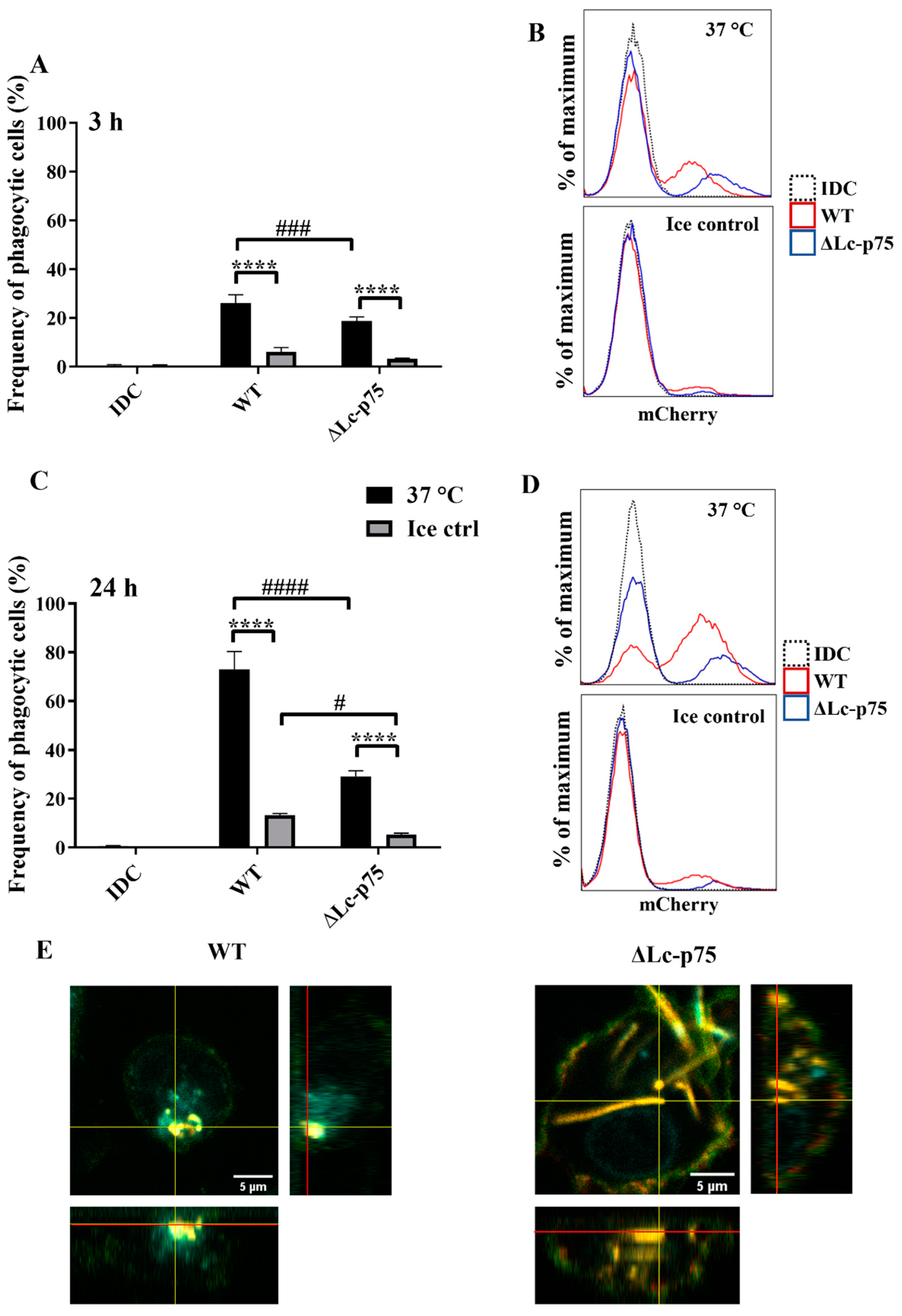Ijms 23 07620 g005 550