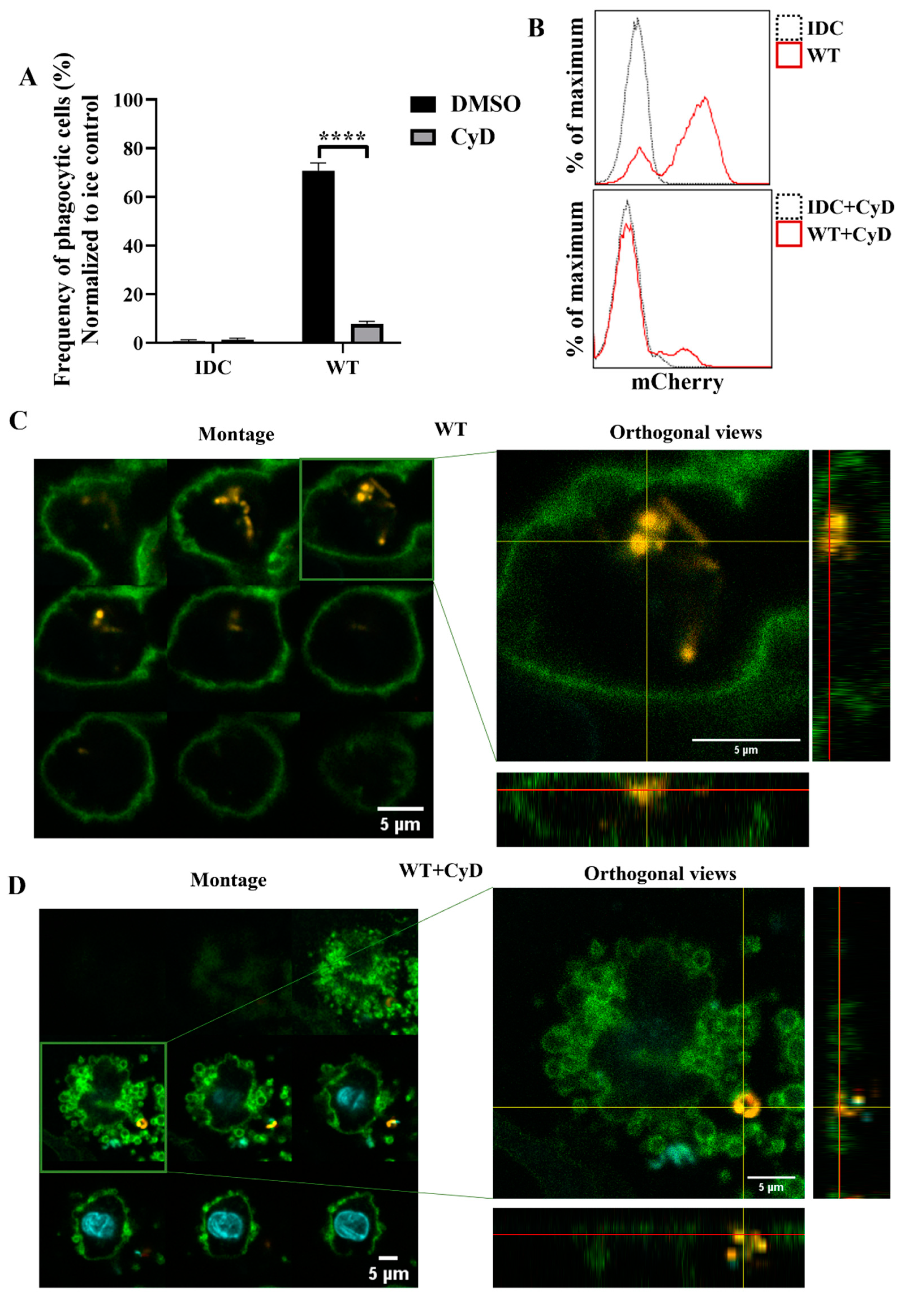 Ijms 23 07620 g007 550