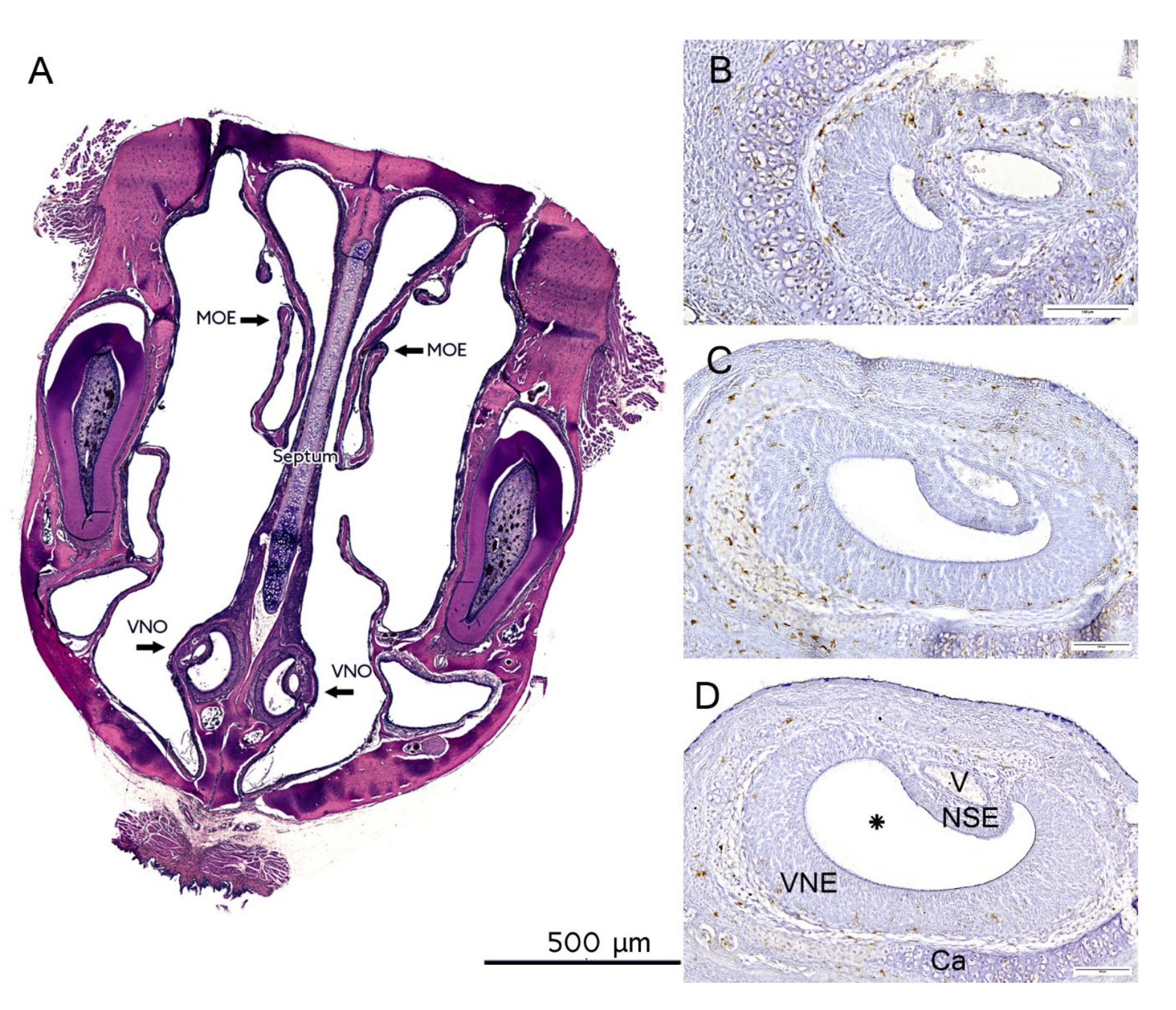 Ijms 23 07625 g007 550