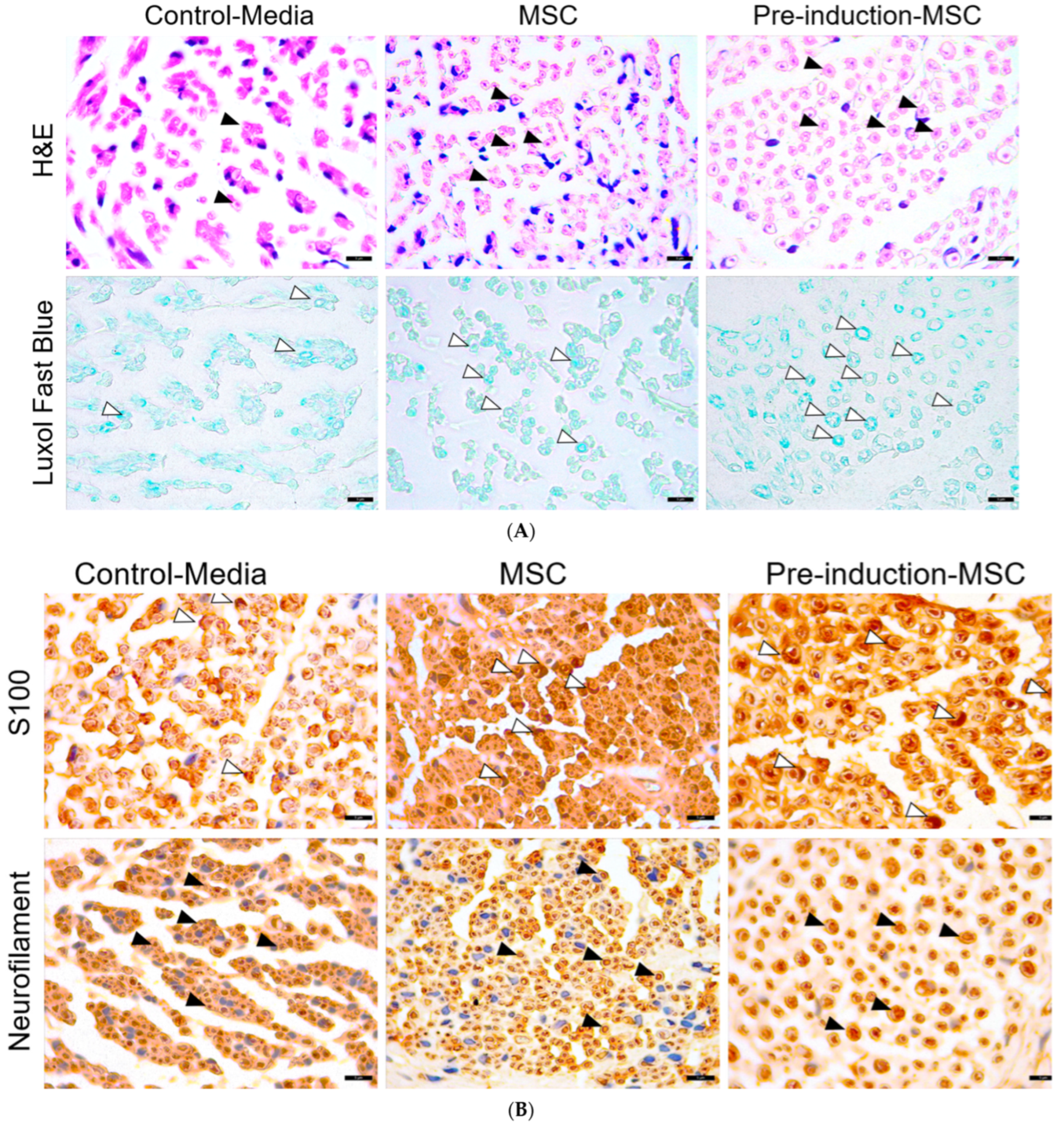 Ijms 23 07638 g007a 550