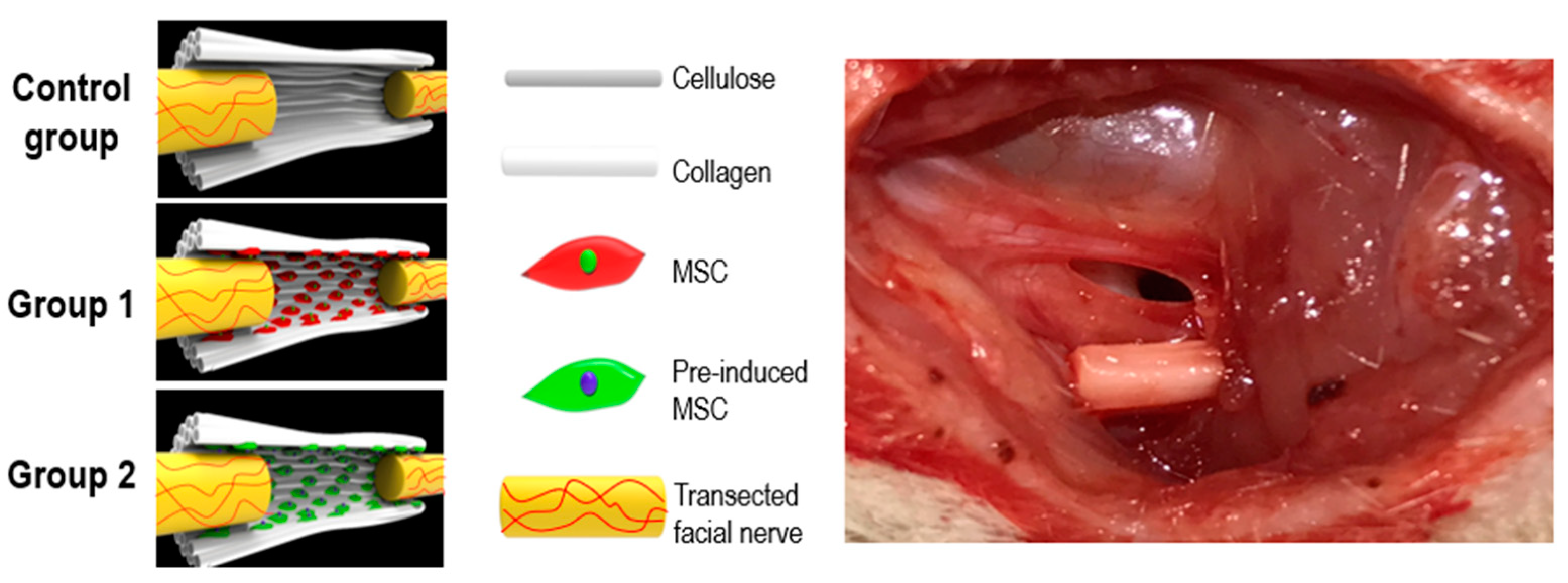 Ijms 23 07638 g010 550