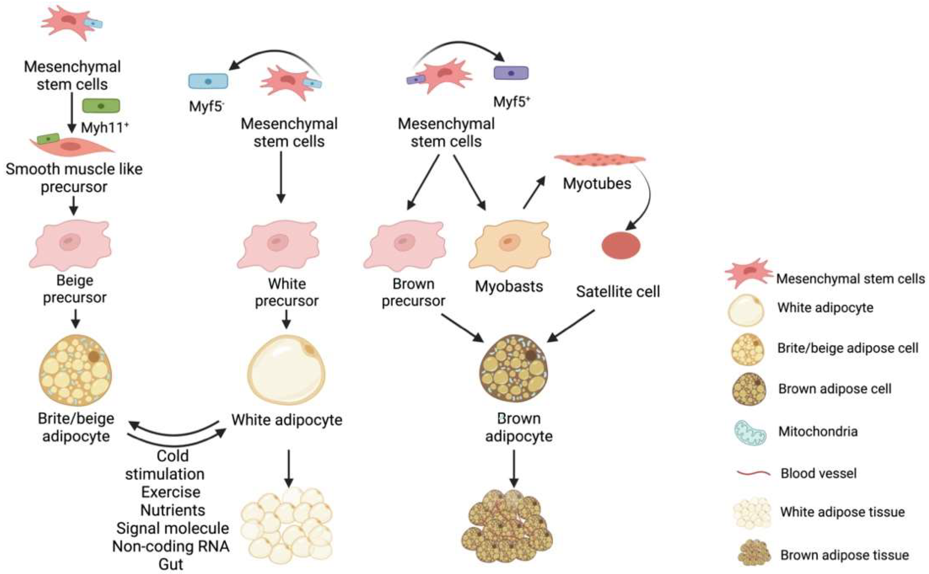 Browning of the white adipose tissue regulation: new insights into