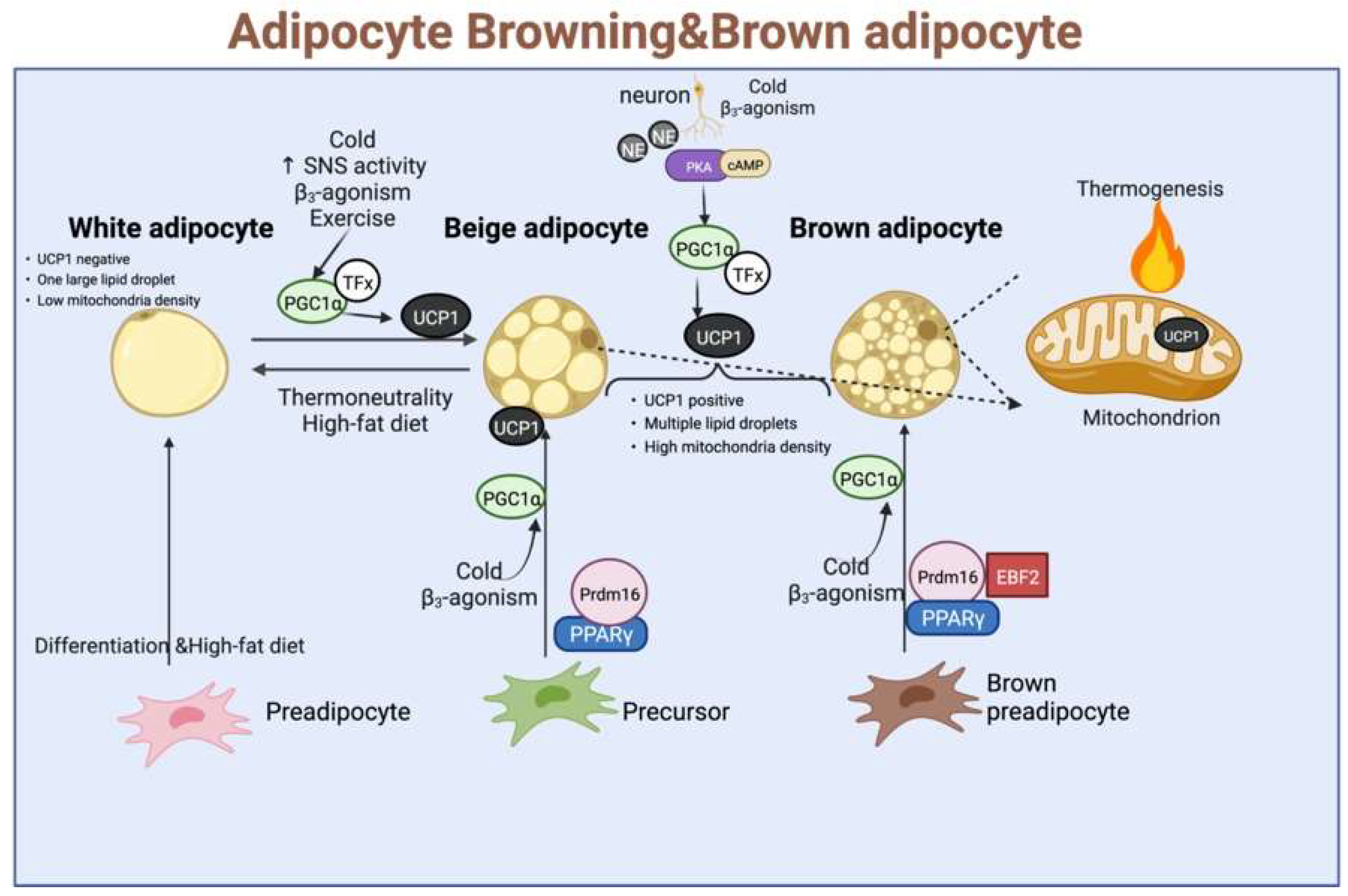 Browning of the white adipose tissue regulation: new insights into