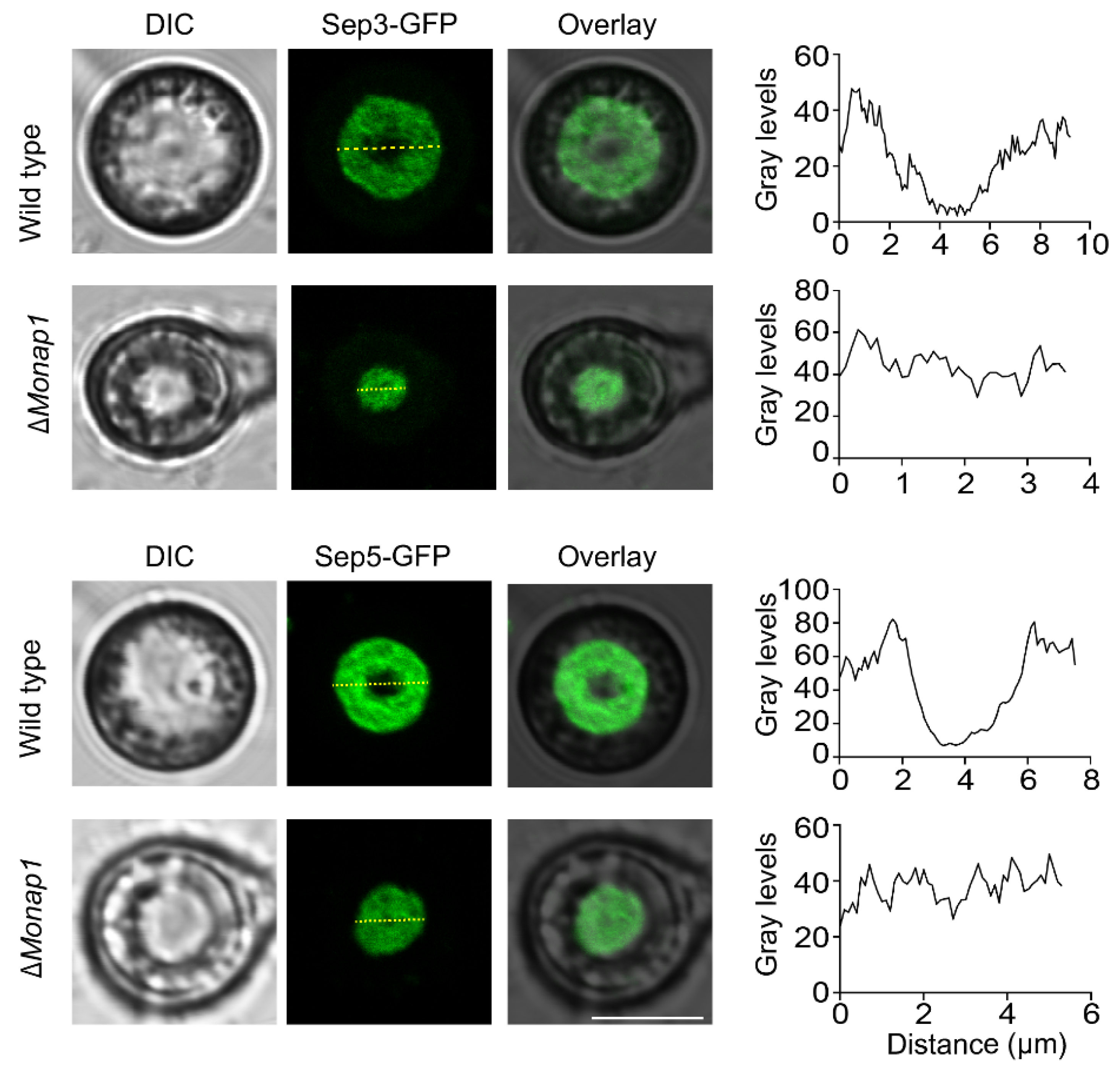 Ijms 23 07662 g007 Ijms 23 07662 g007