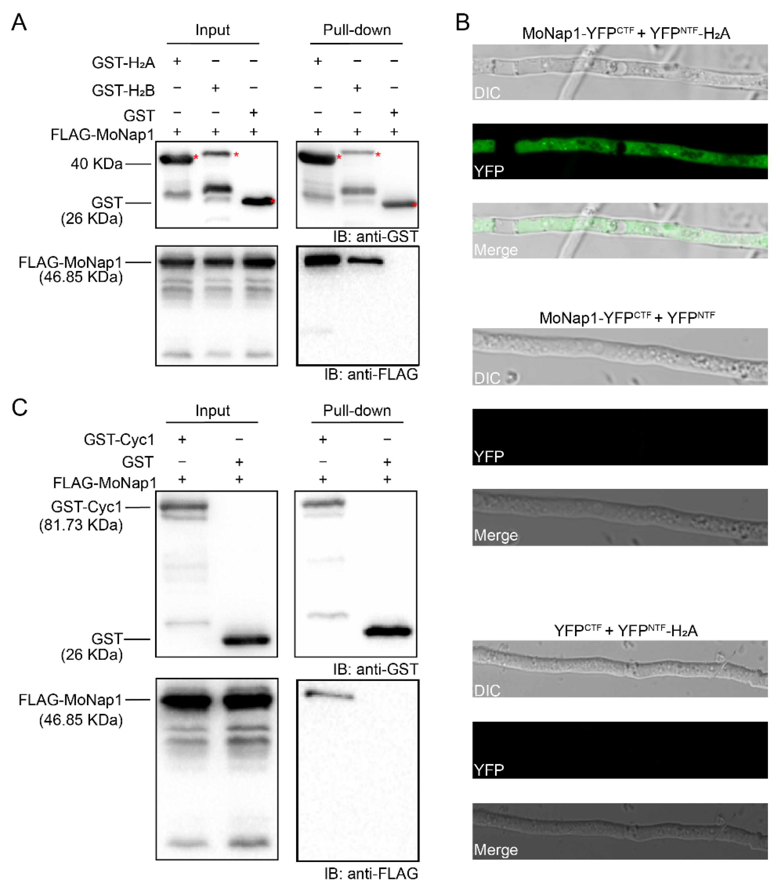 Ijms 23 07662 g008 Ijms 23 07662 g008