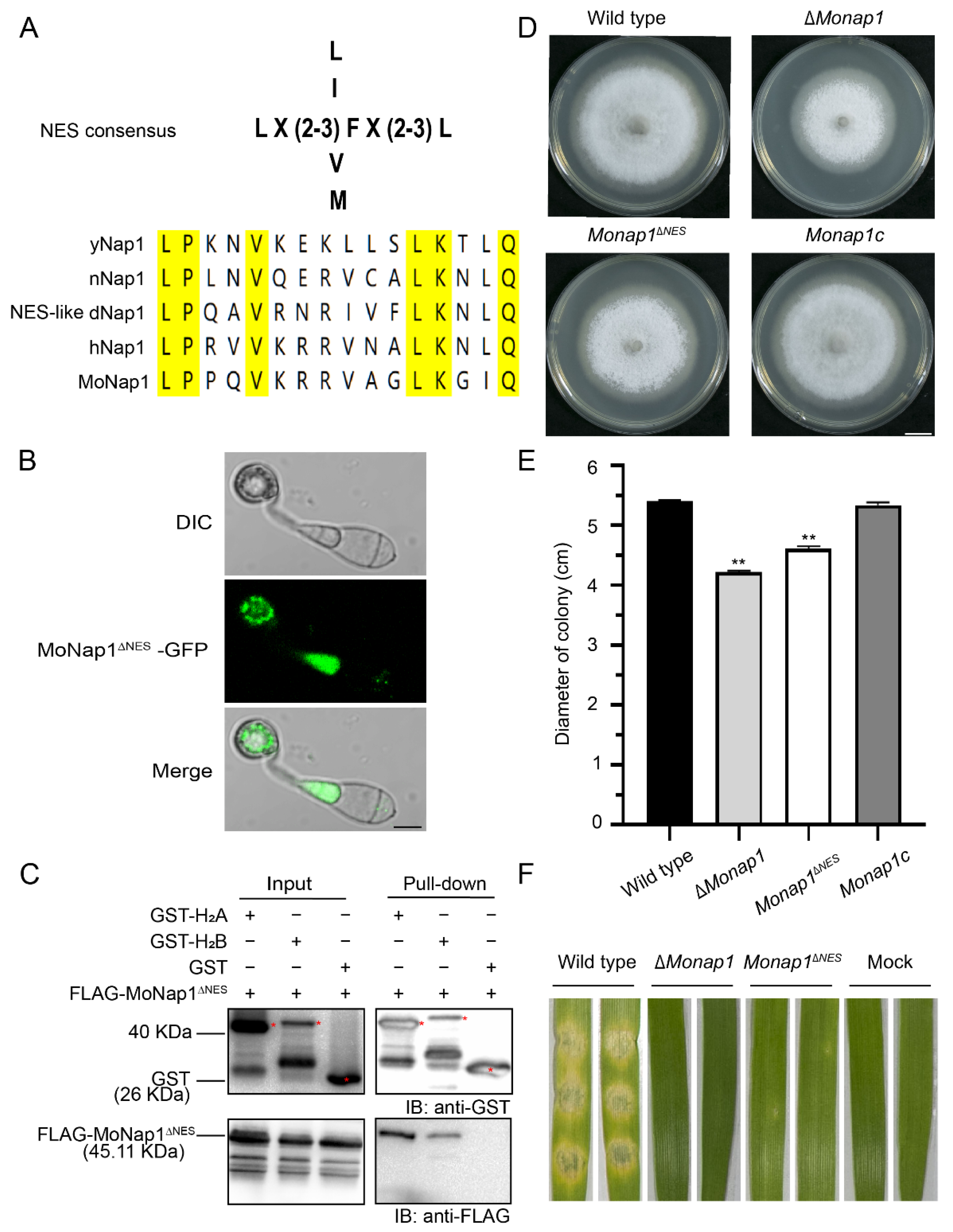 Ijms 23 07662 g010 Ijms 23 07662 g010