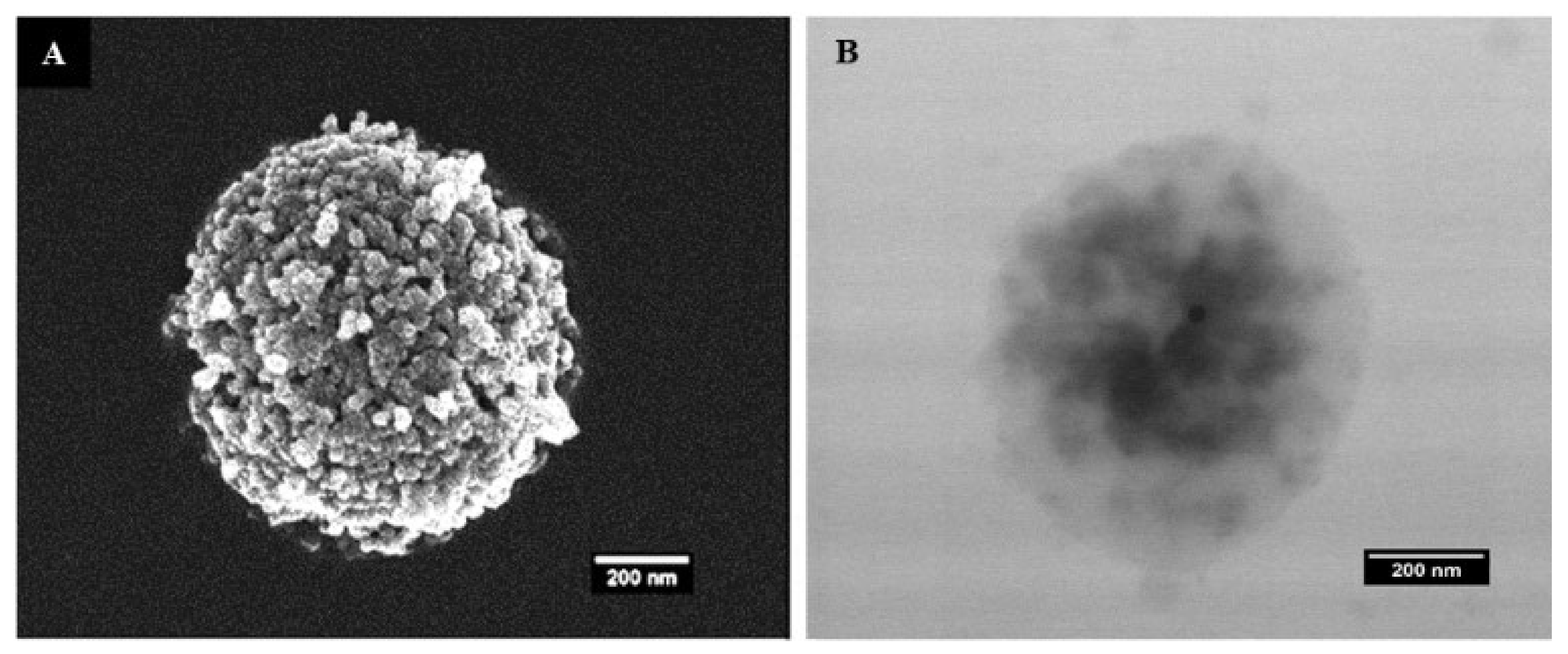 Ijms 23 07670 g004 550