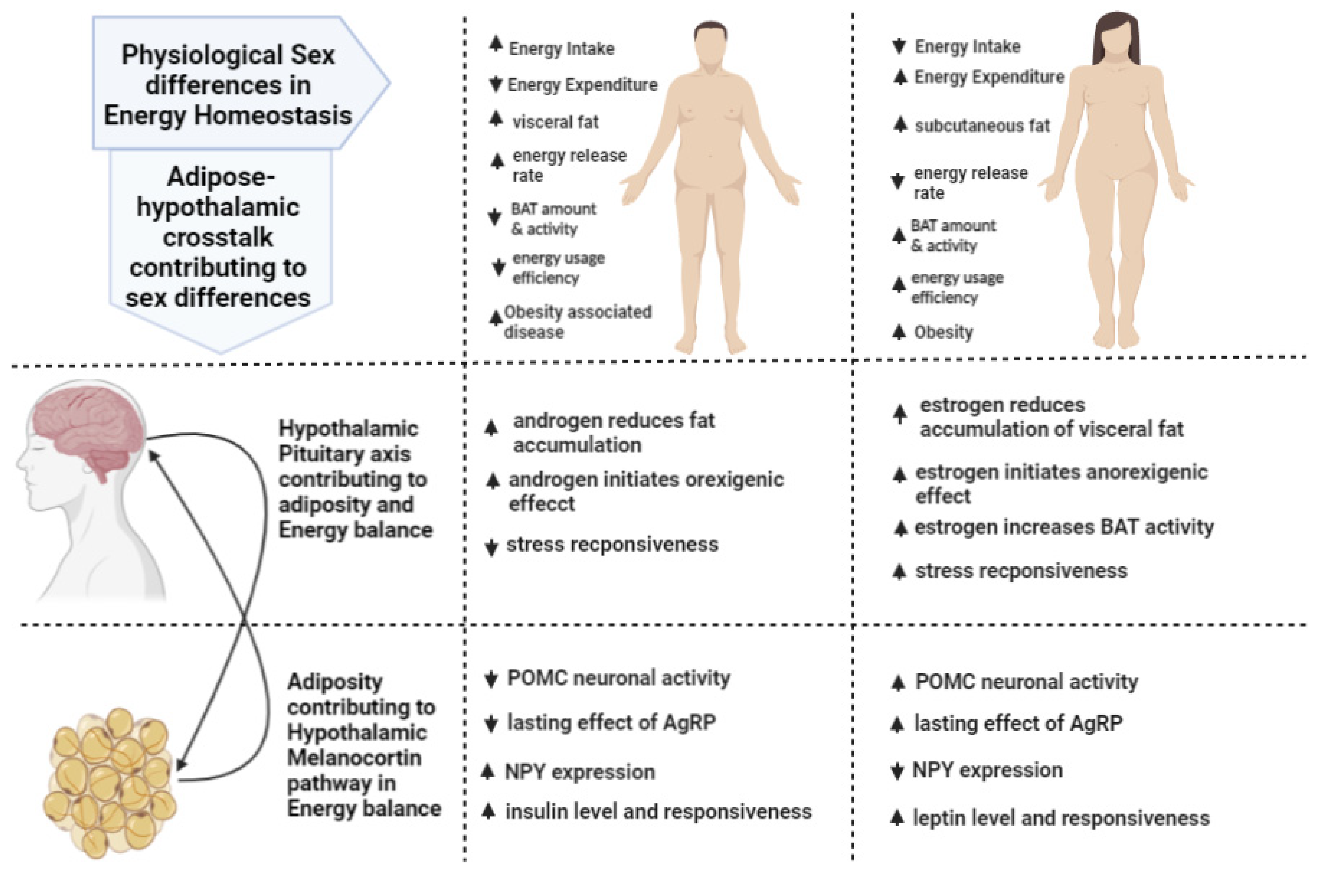 IJMS Free Full-Text Sexual Dimorphism in Adipose-Hypothalamic Crosstalk and the Contribution of Aryl Hydrocarbon Receptor to Regulate Energy Homeostasis