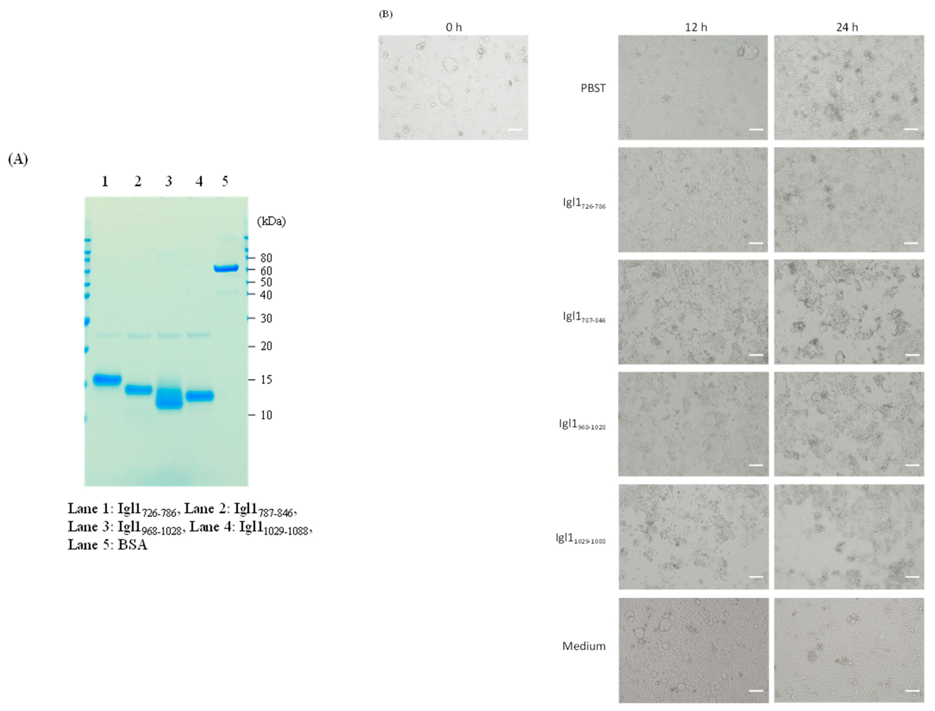 Ijms 23 07700 g004a Ijms 23 07700 g004a