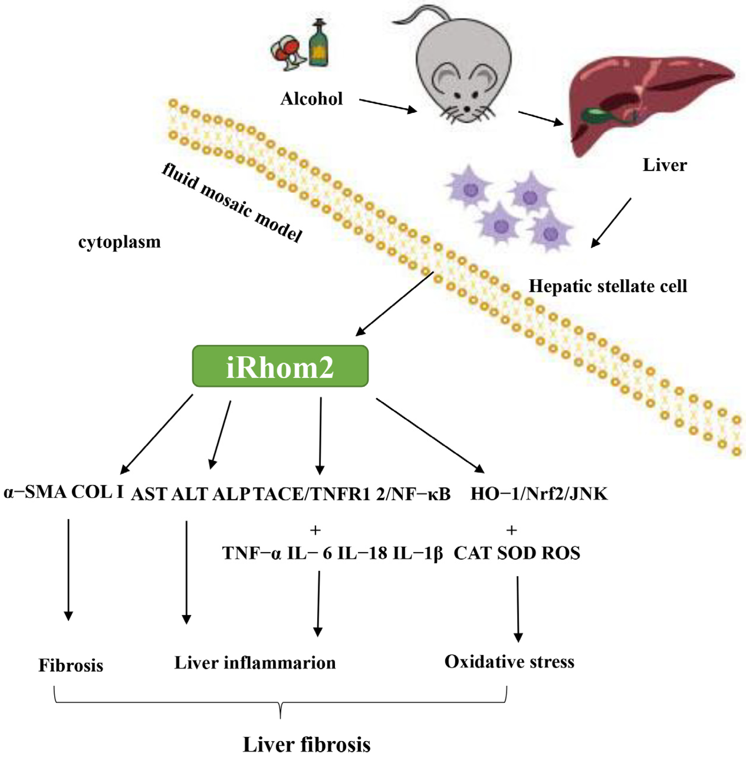 Ijms 23 07701 g007 550