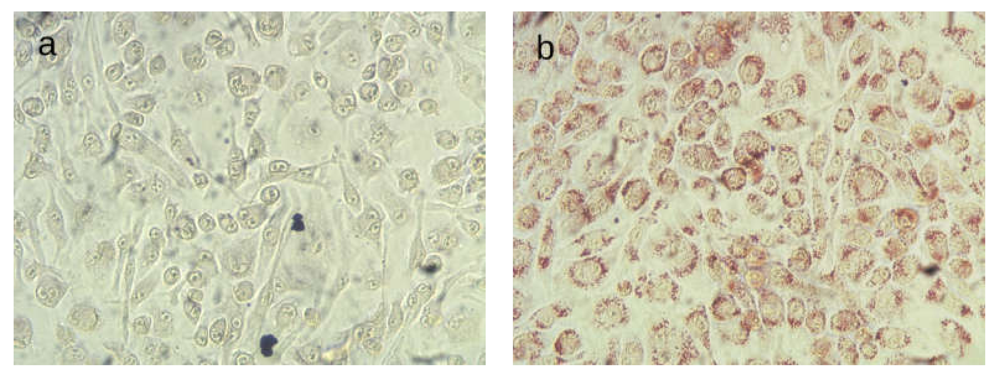 Ijms 23 07706 g001 Ijms 23 07706 g001