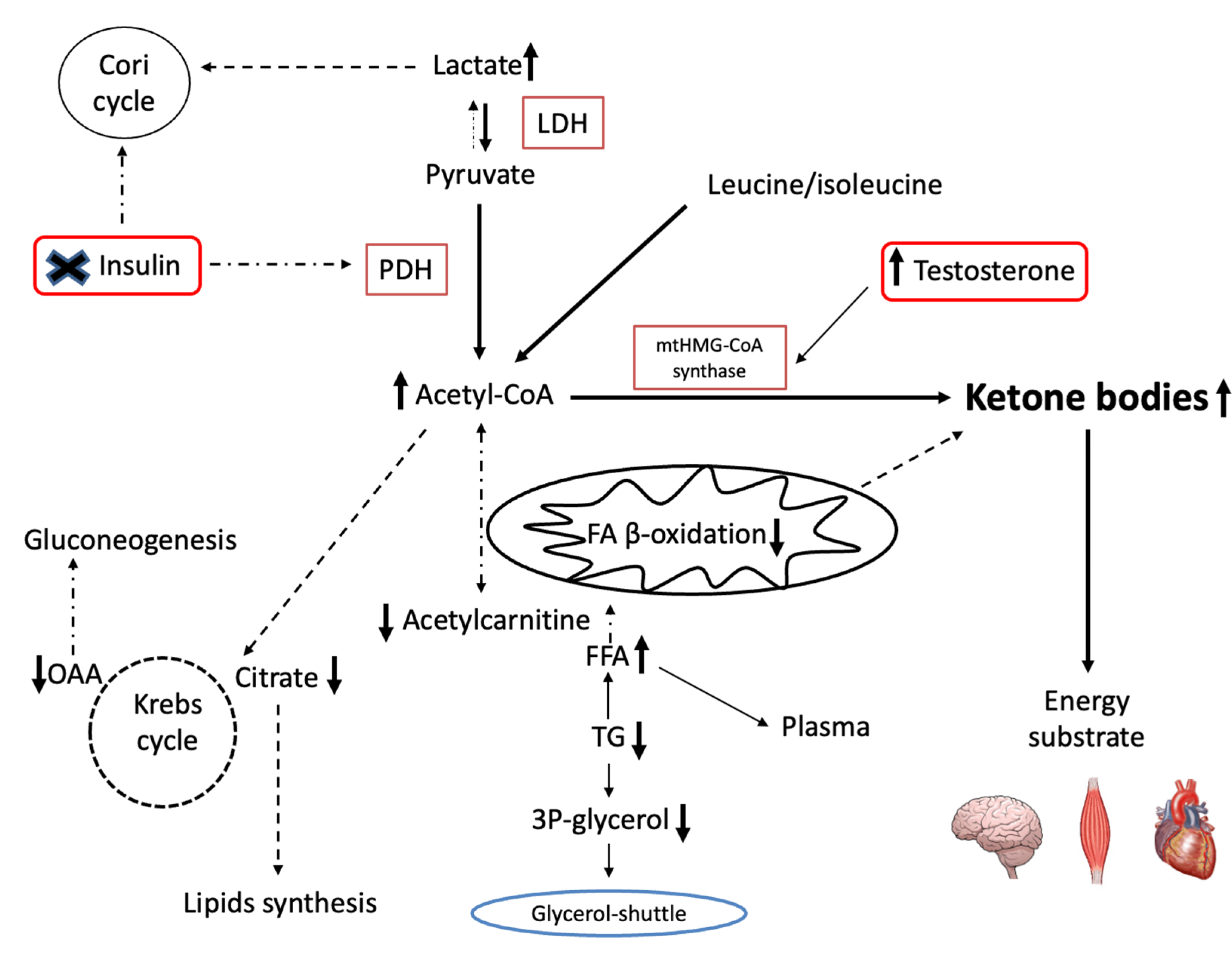 Ijms 23 07754 g007 Ijms 23 07754 g007