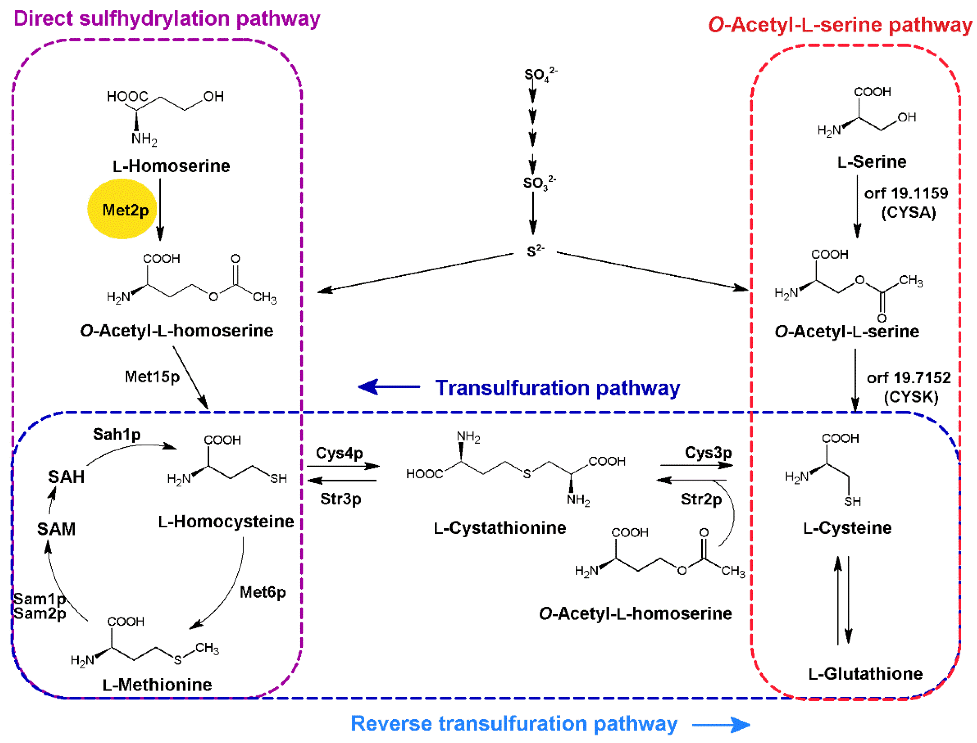 Ijms 23 07763 g001 550