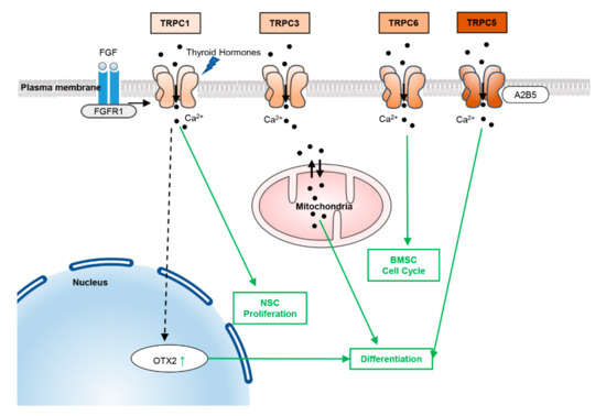 New Insights into TRP Ion Channels in Stem Cells