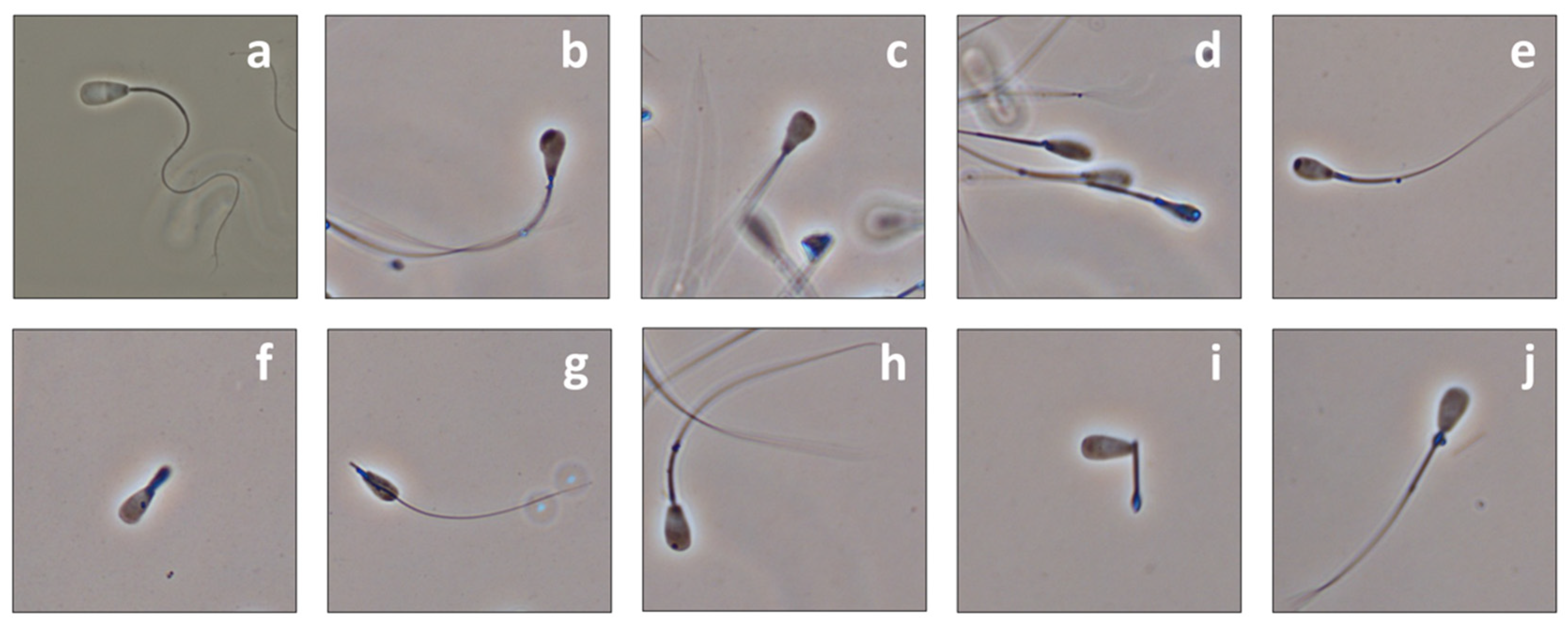 Ijms 23 07777 g001 Ijms 23 07777 g001