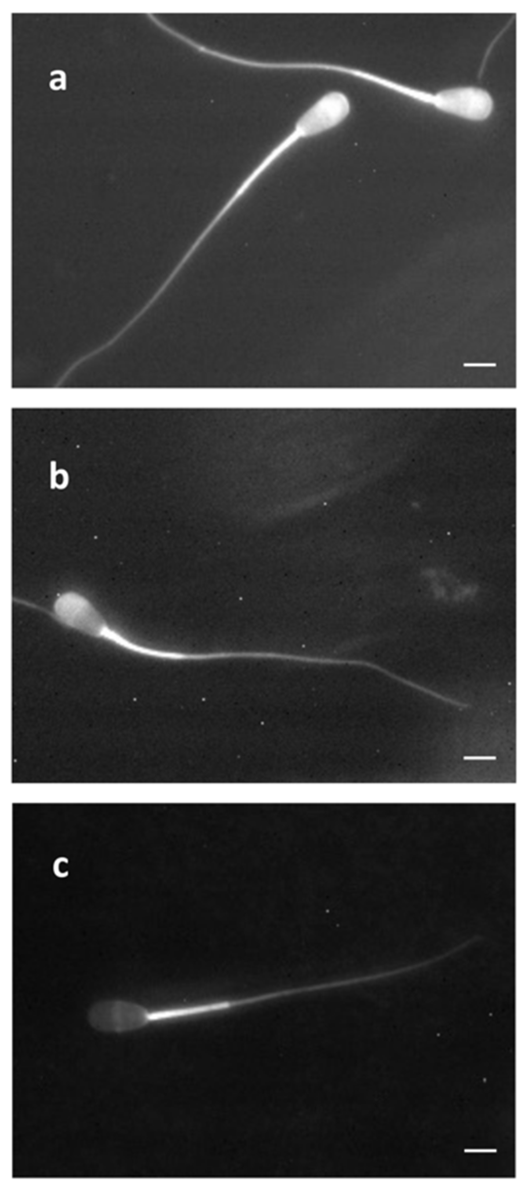 Ijms 23 07777 g003 Ijms 23 07777 g003