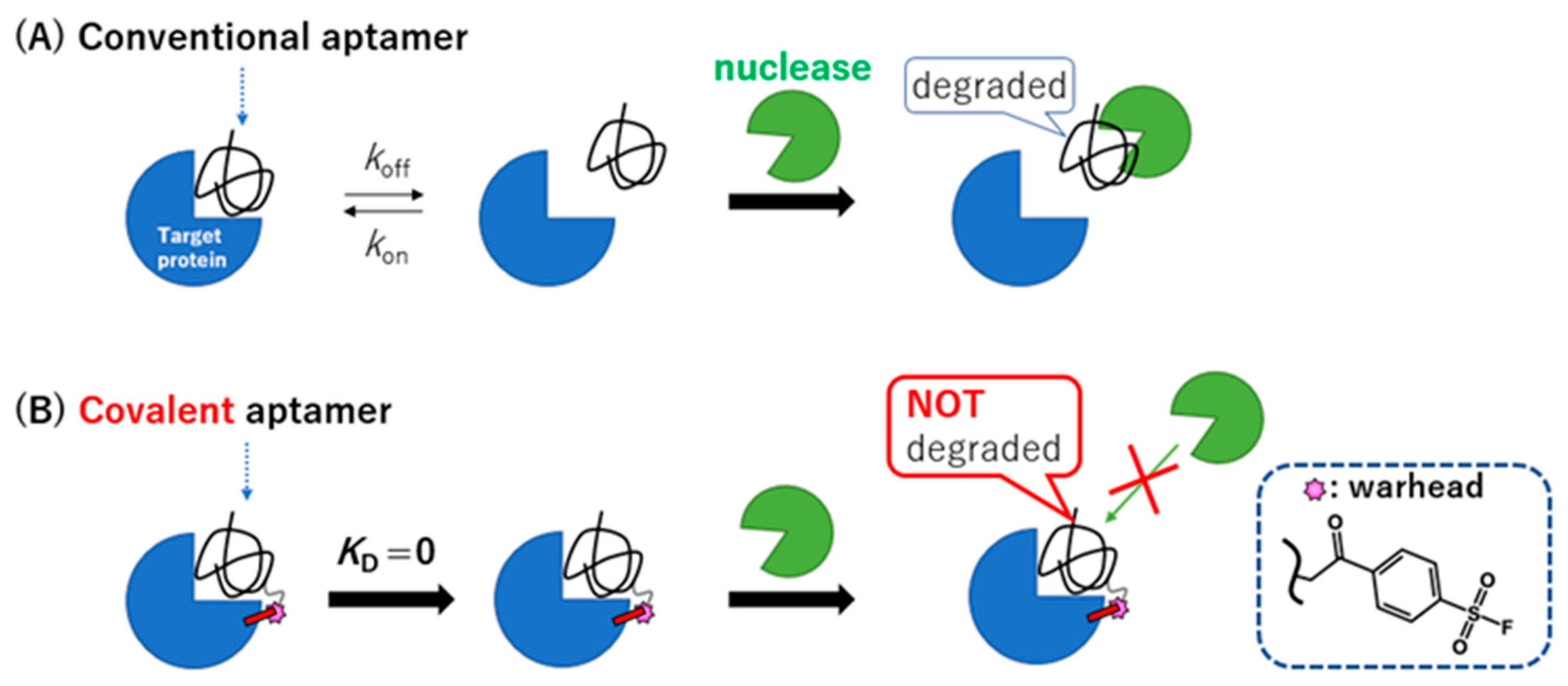 Ijms 23 07778 g001 550