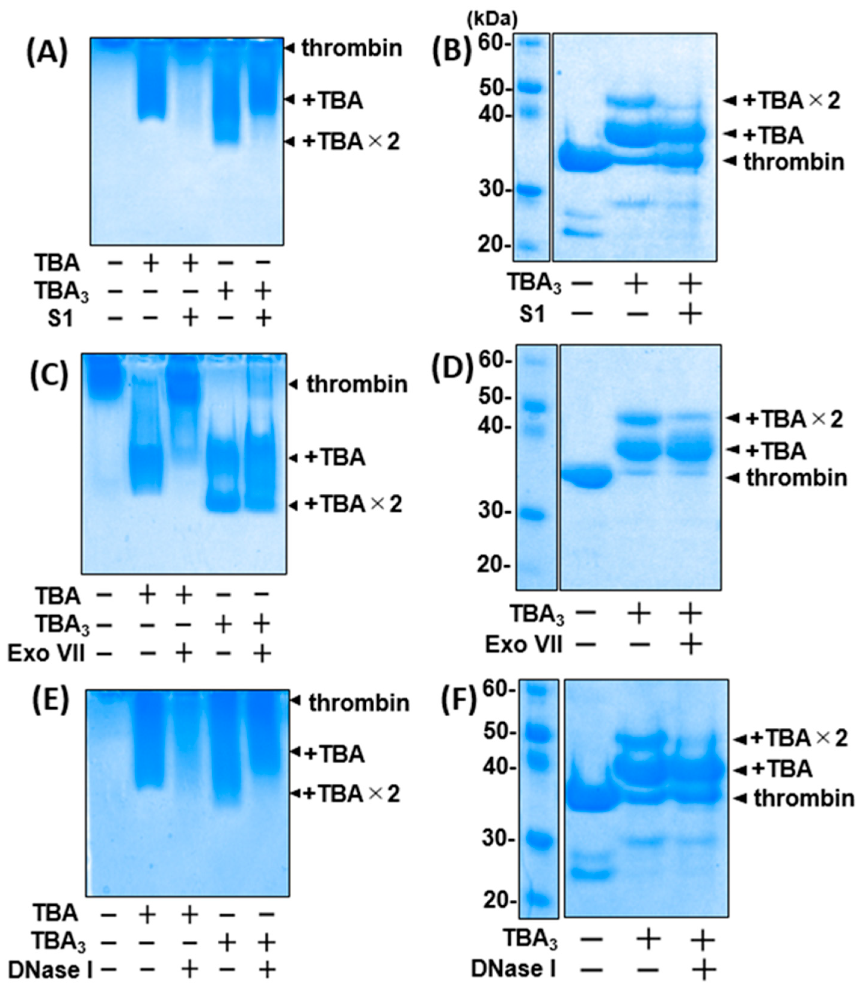 Ijms 23 07778 g004 550