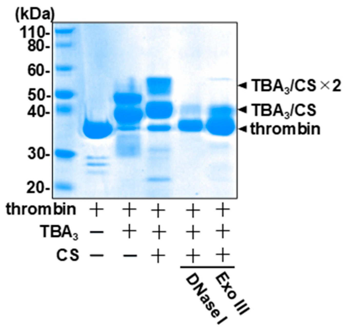 Ijms 23 07778 g005 550