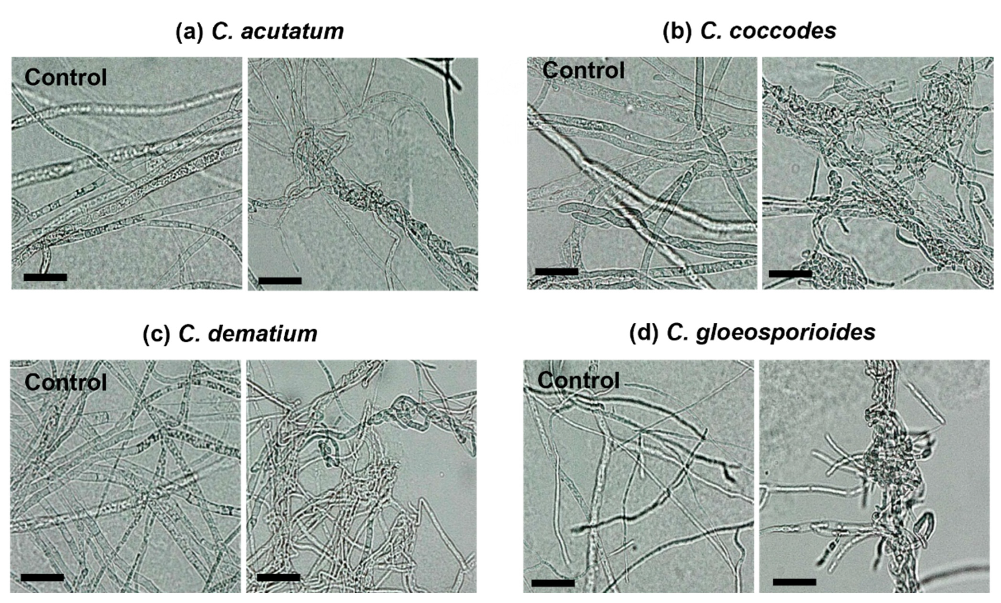 Ijms 23 07786 g004 Ijms 23 07786 g004