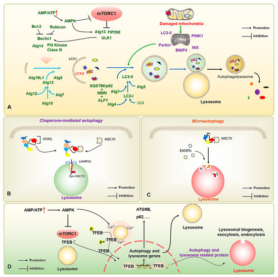 The Potential Role of miRNA-Regulated Autophagy in