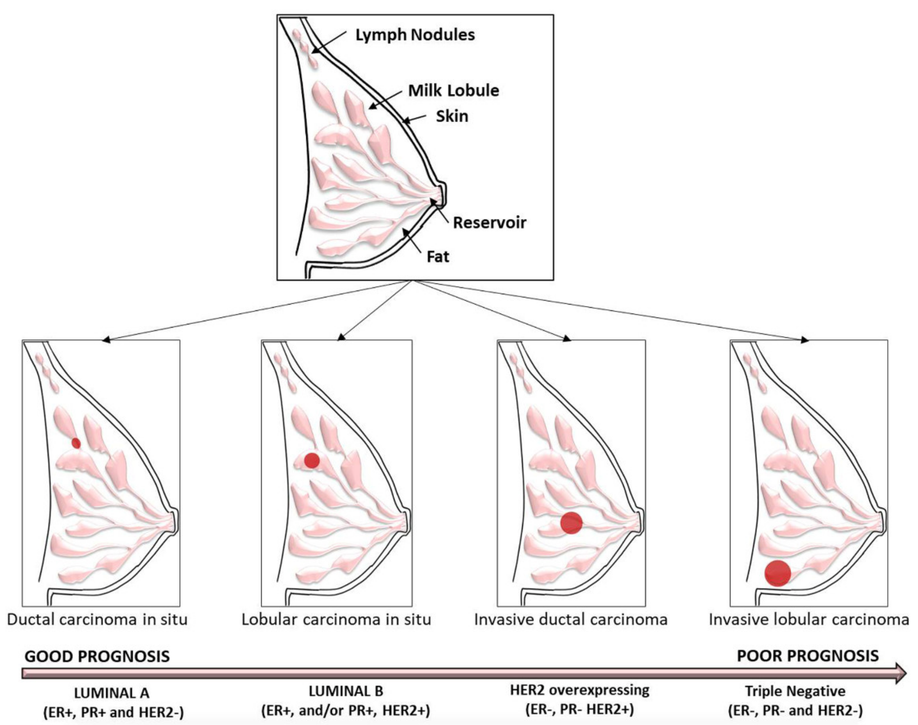 Ijms 23 07792 g001 550