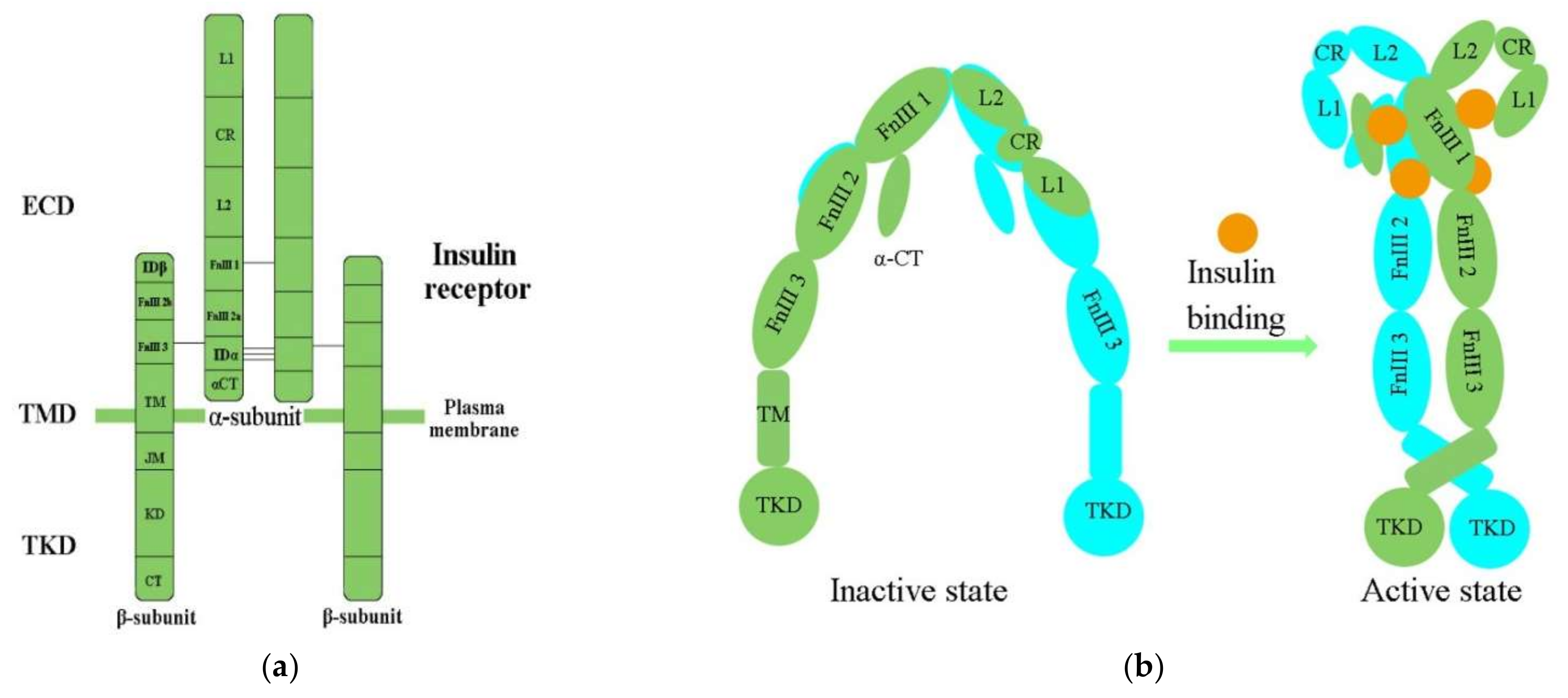Relative Uptake, Metabolism, and β-Receptor Binding of (1R,2S)-4