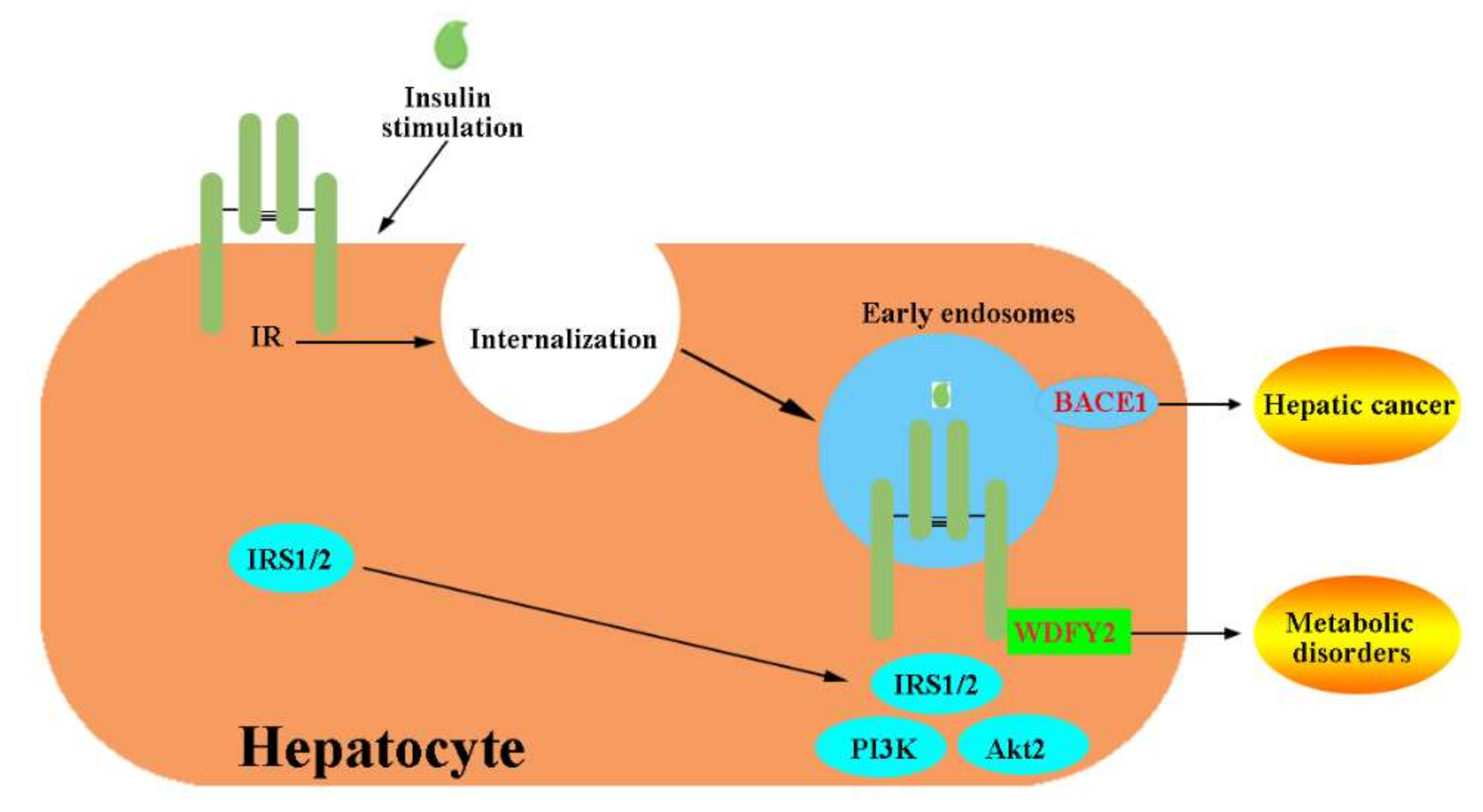 Ijms 23 07793 g009 Ijms 23 07793 g009