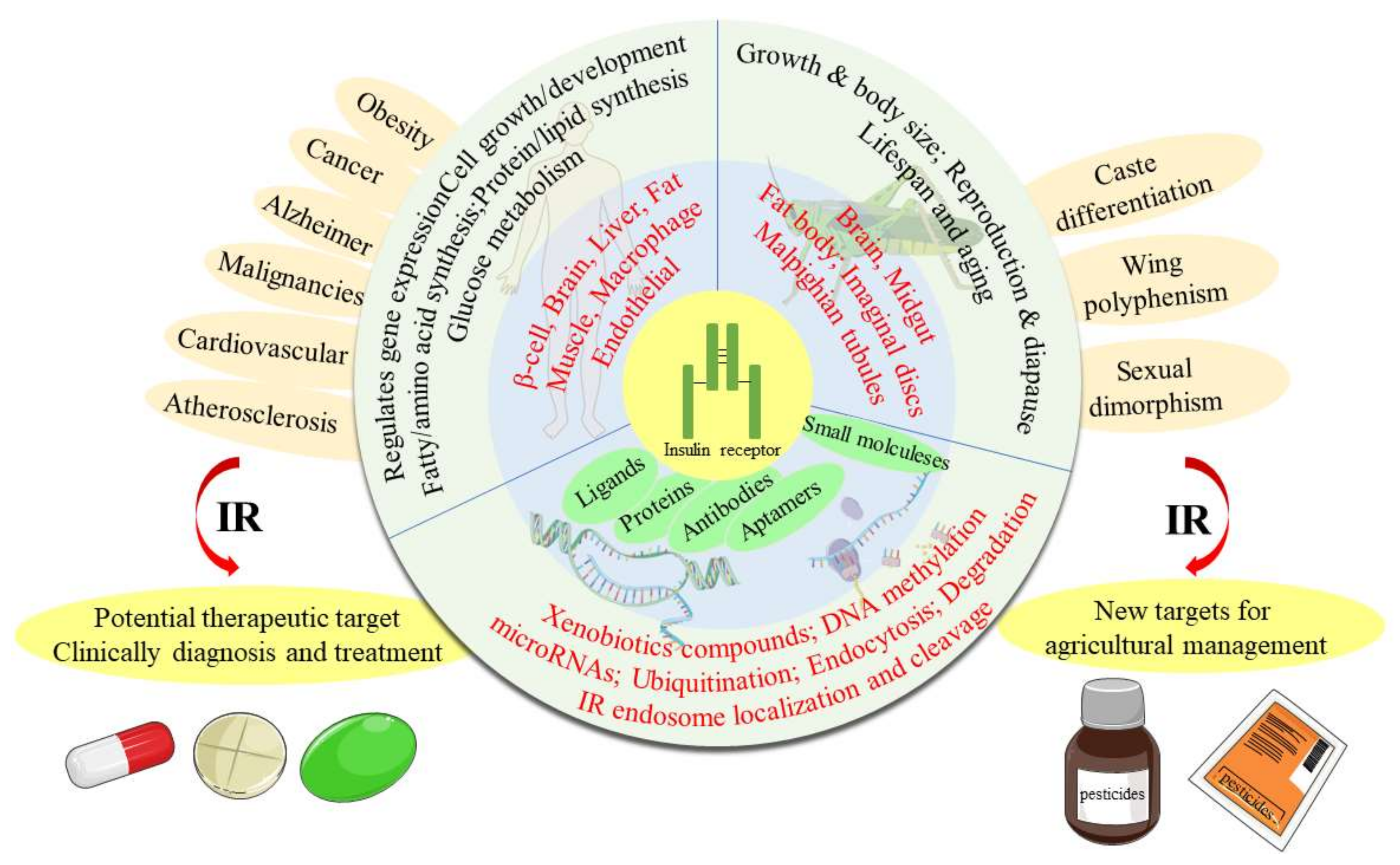 Ijms 23 07793 g010 Ijms 23 07793 g010