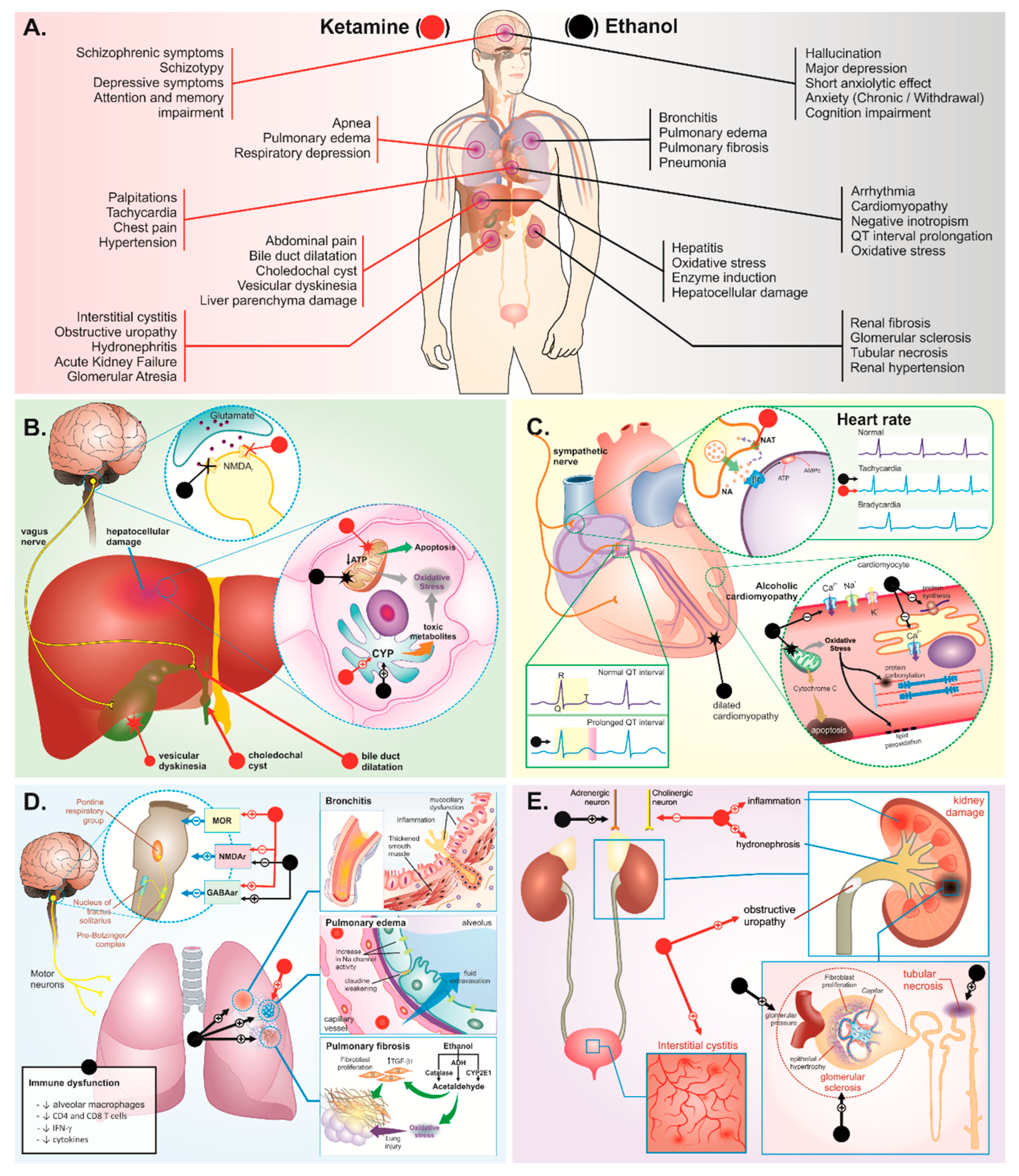 Ijms 23 07800 g001 550
