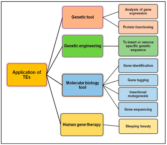 Role of Transposable Elements in Genome Stability: Implications for ...