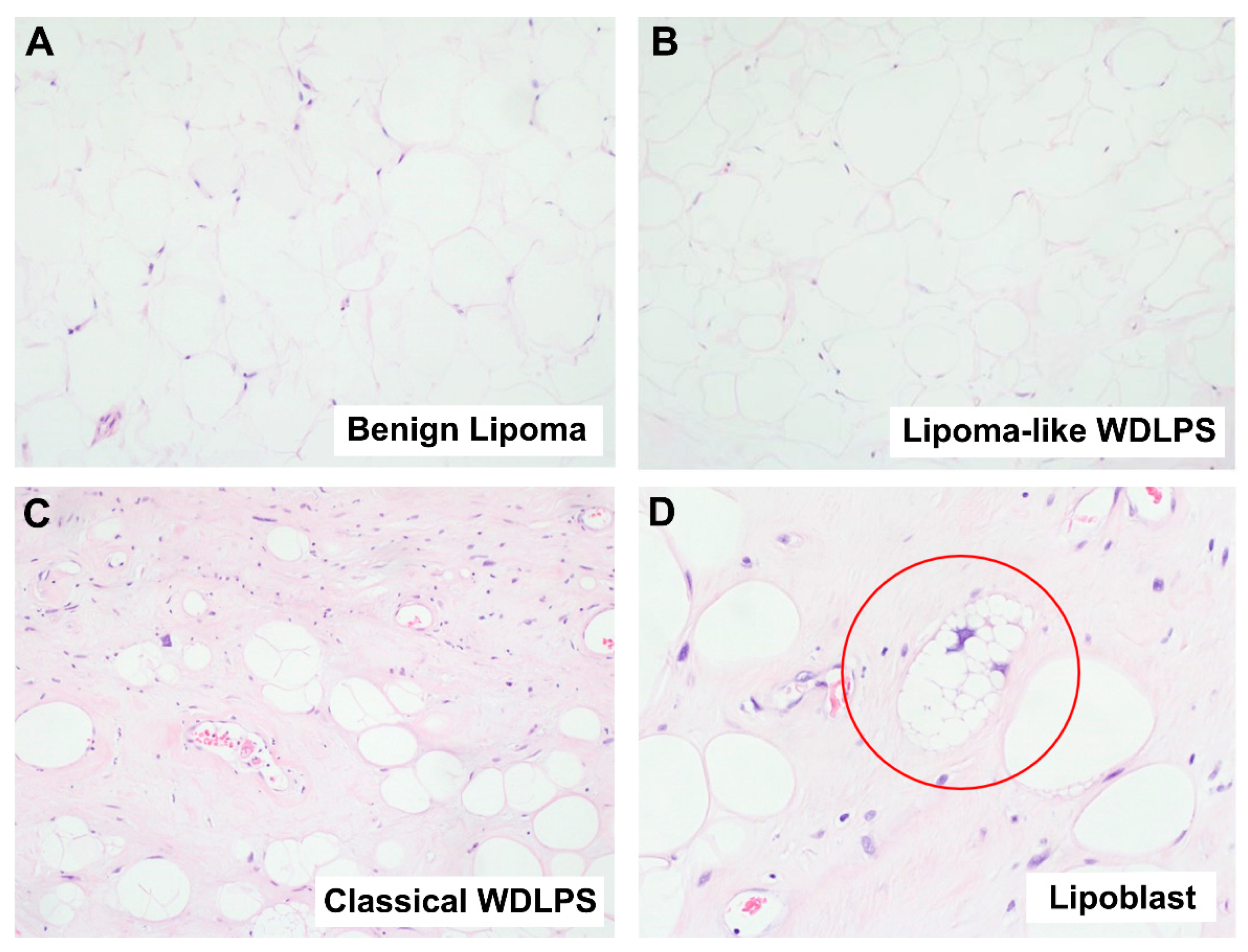 Ijms 23 07804 g001 Ijms 23 07804 g001