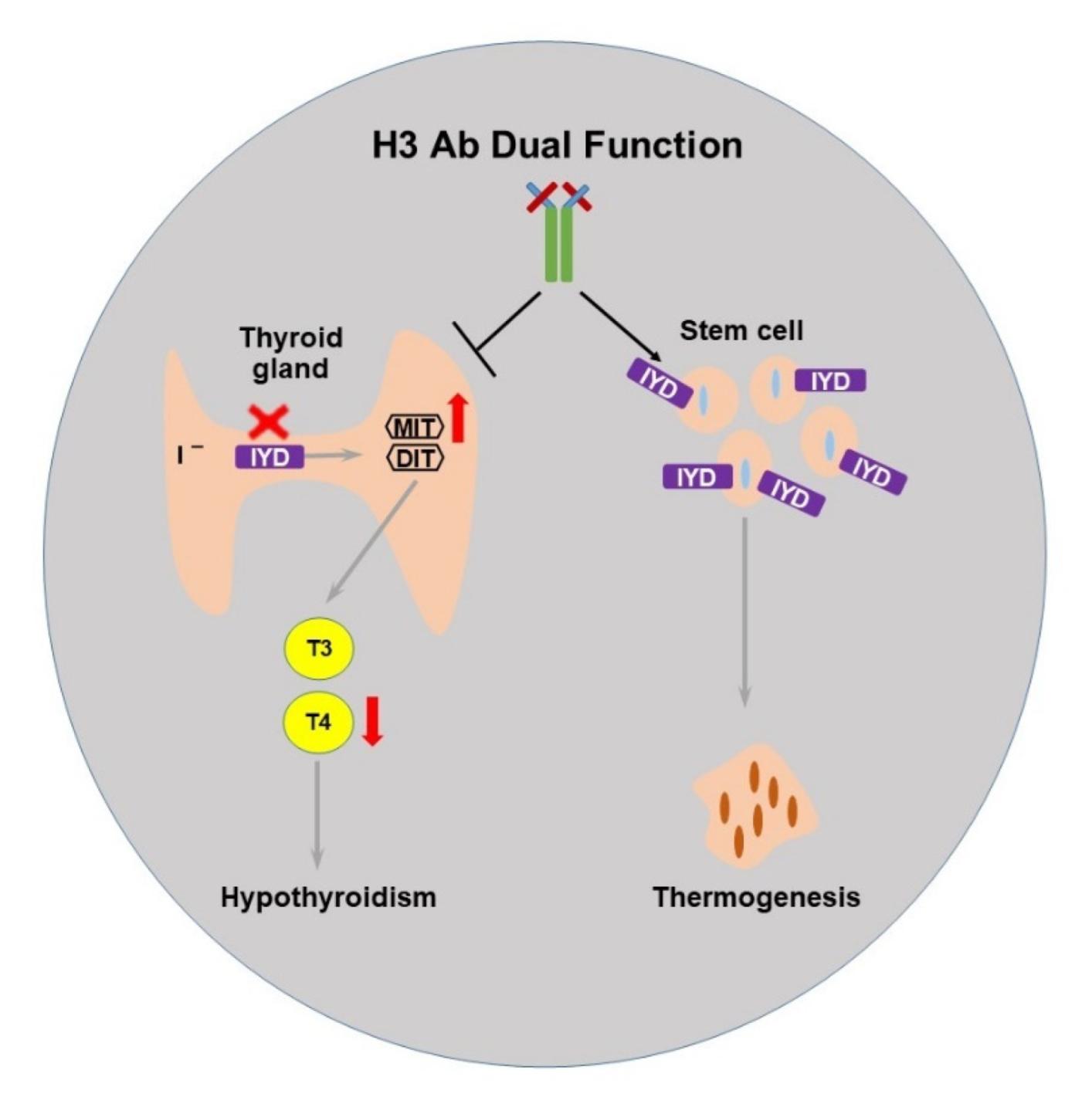 Ijms 23 07834 g004 550