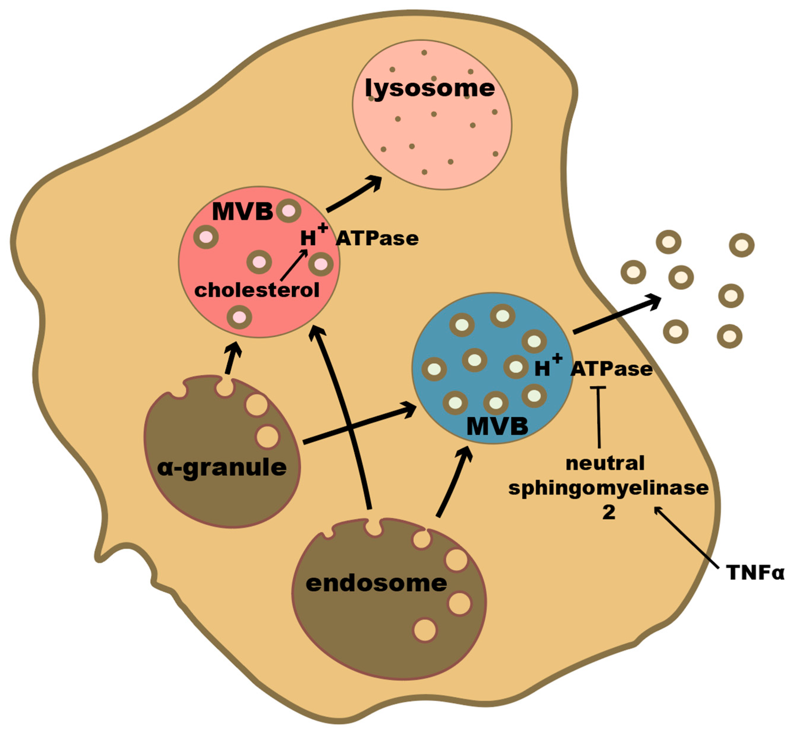 Ijms 23 07837 g002 Ijms 23 07837 g002