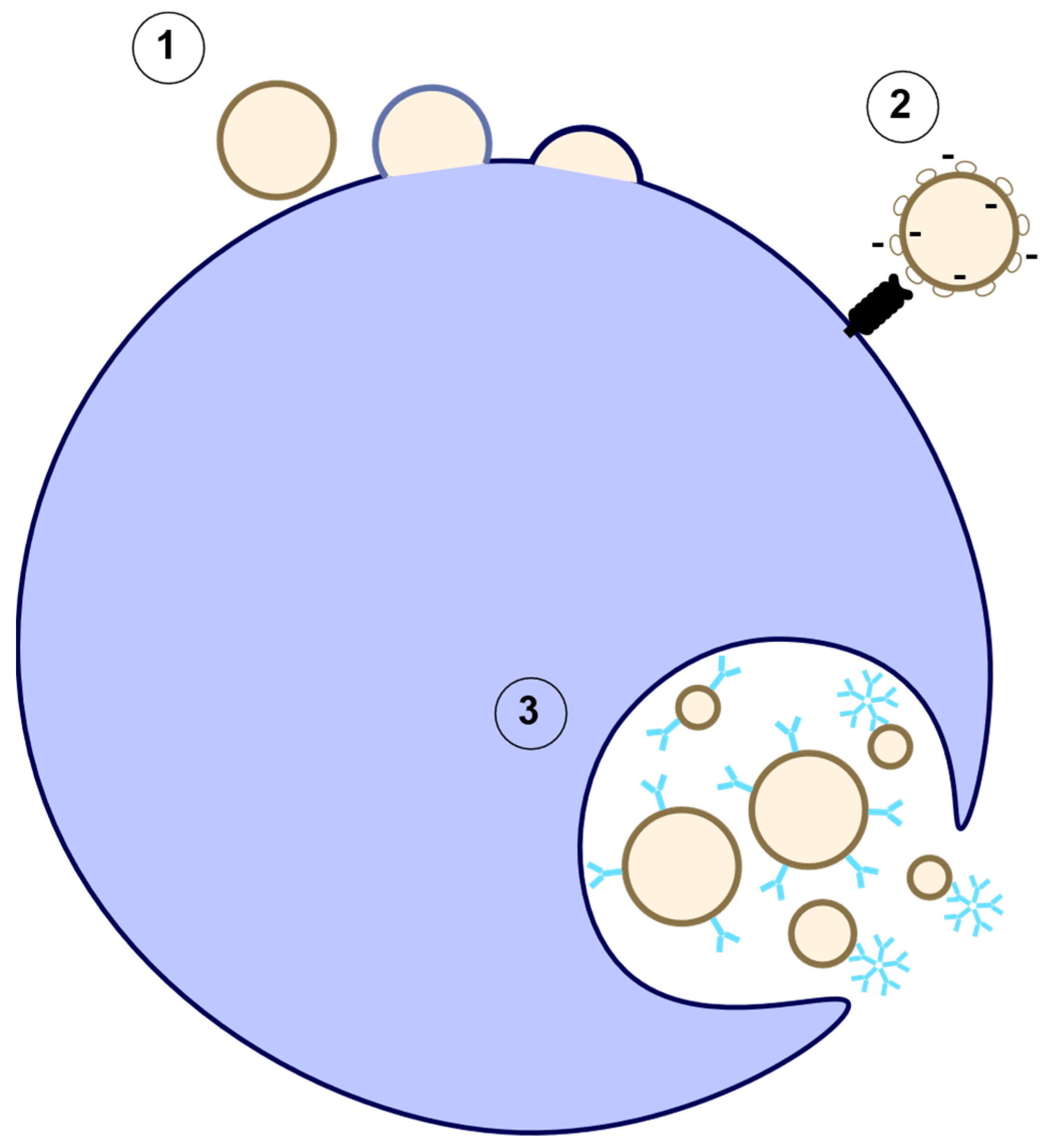 Ijms 23 07837 g003 Ijms 23 07837 g003