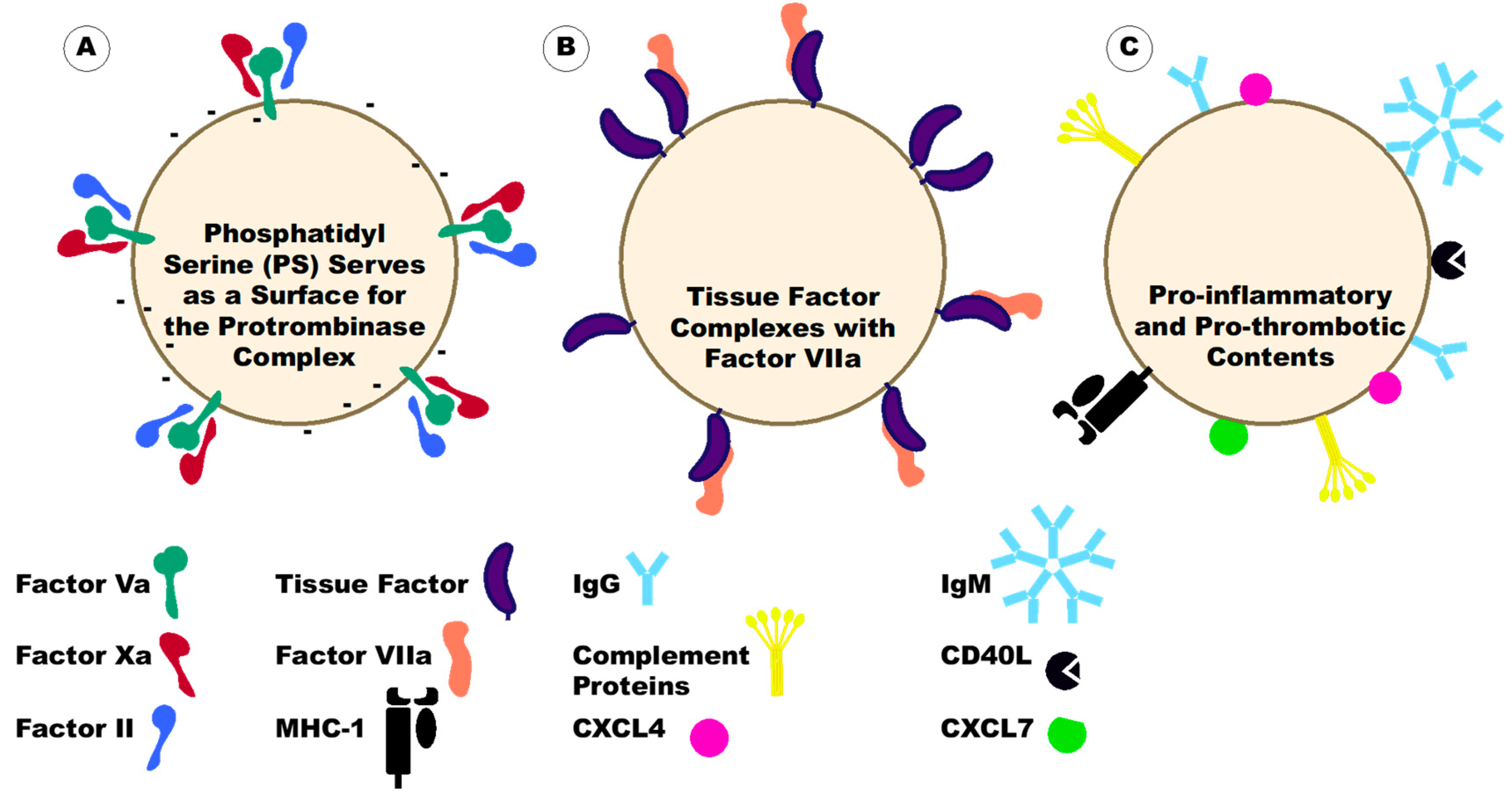 Ijms 23 07837 g005 Ijms 23 07837 g005