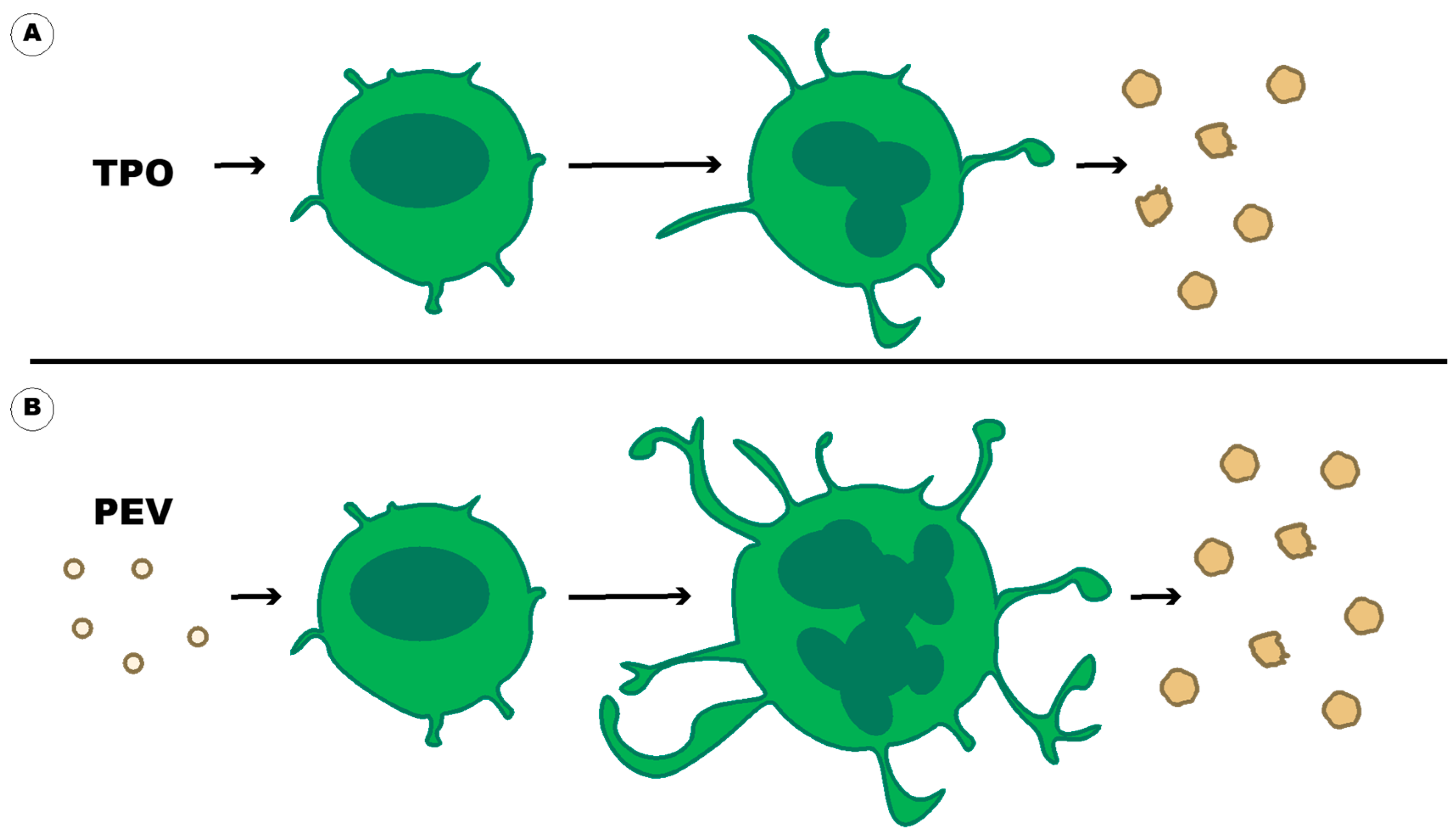 Ijms 23 07837 g006 Ijms 23 07837 g006