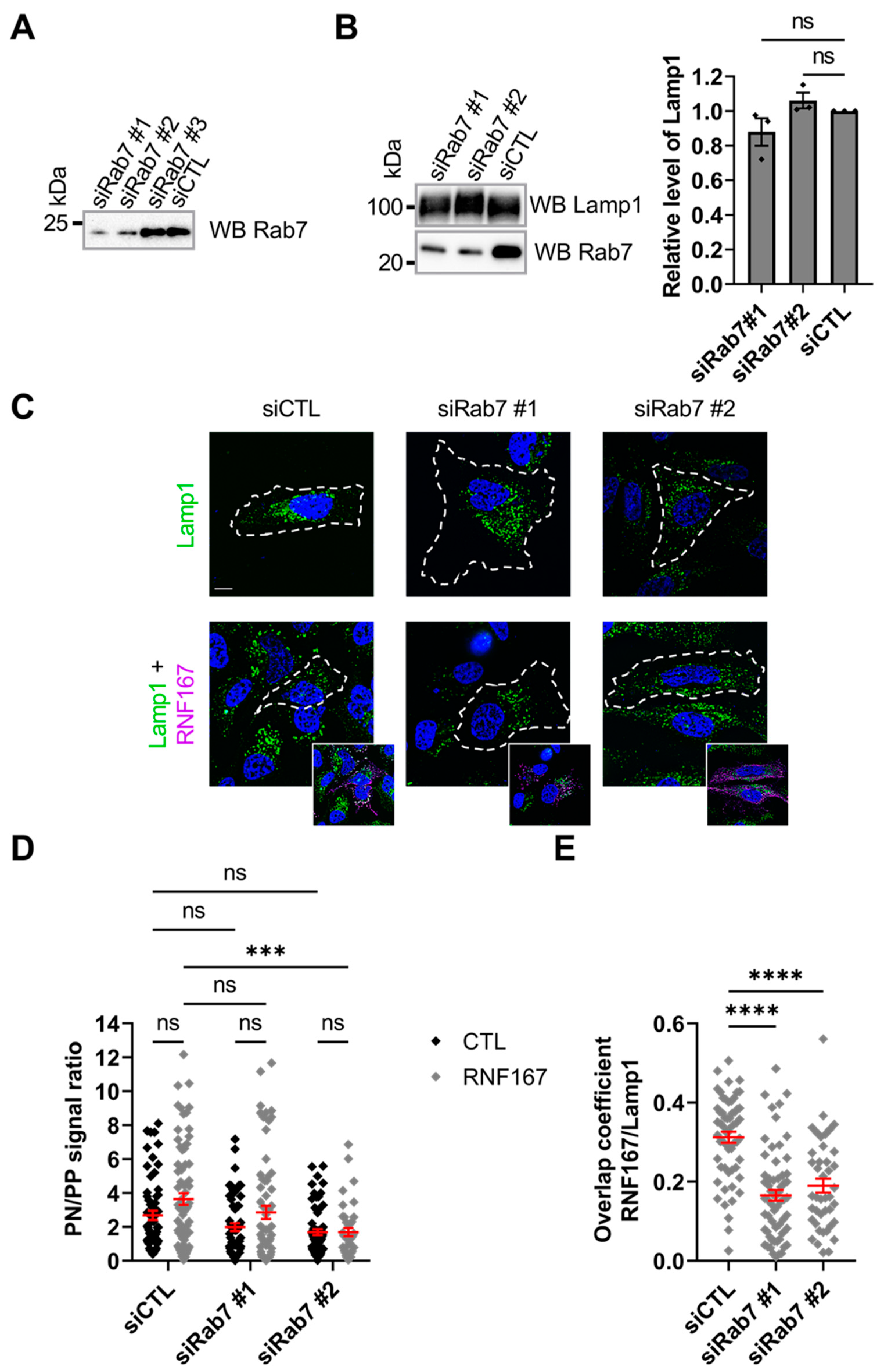 Ijms 23 07847 g004 550