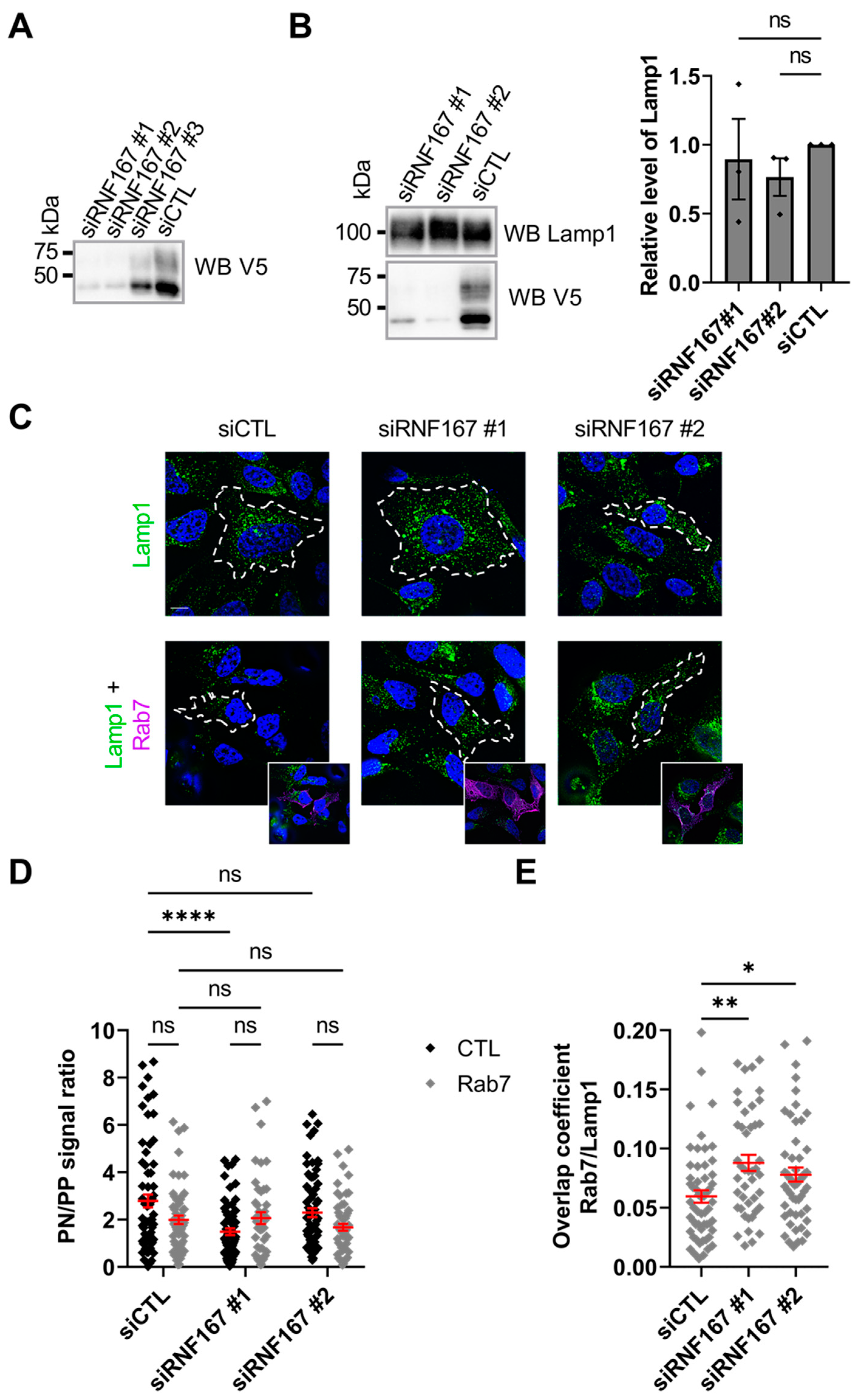 Ijms 23 07847 g005 550