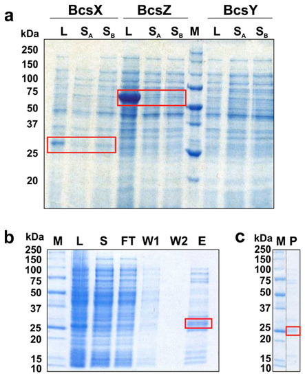 Characterization of the Putative Acylated Cellulose Synthase Operon in ...