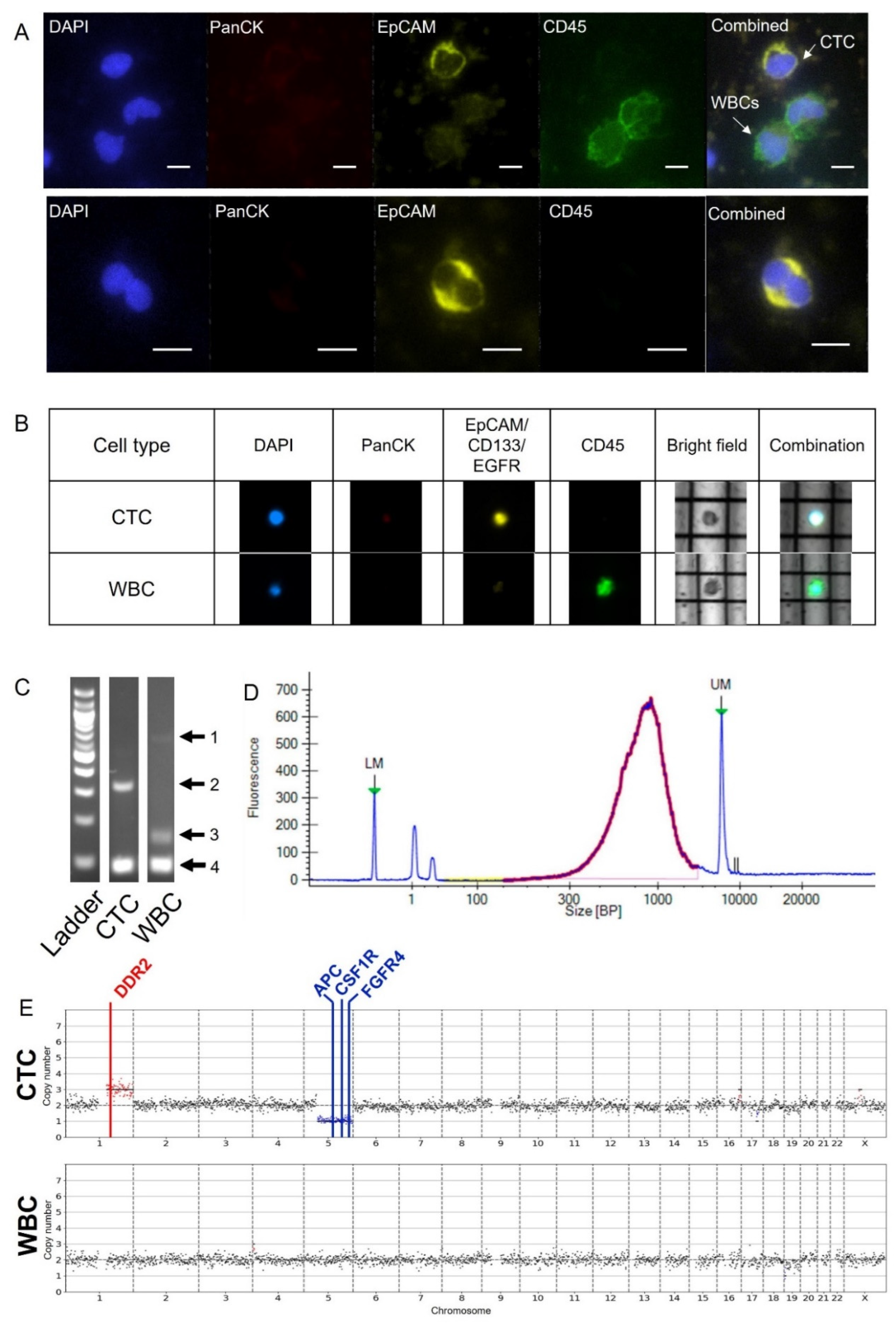 Ijms 23 07852 g004 550
