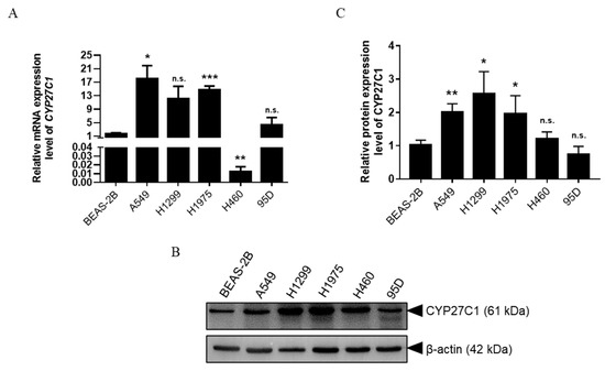 入荷中 P450 Cytochrome 27C1 Cancer Lung Dictates Level クラフト・布製品