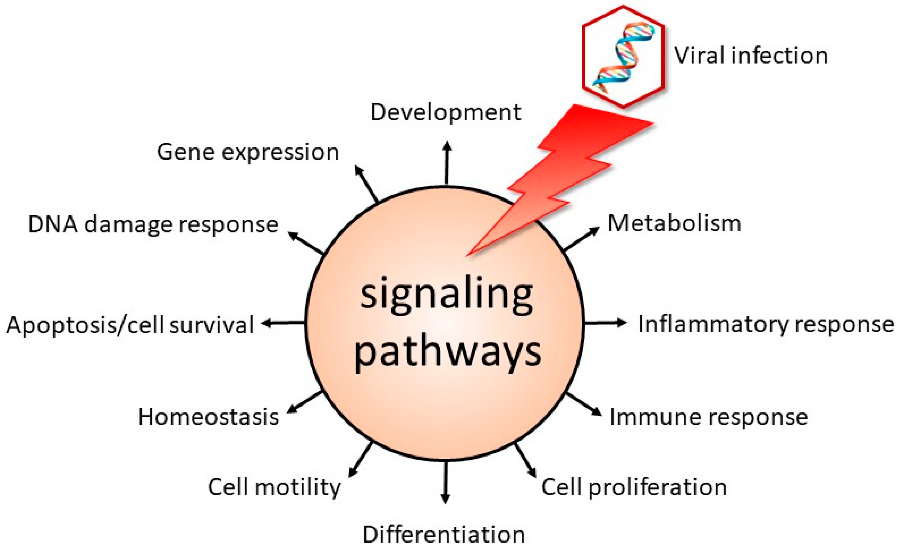 IJMS Free FullText Role of Signaling Pathways in the Viral Life