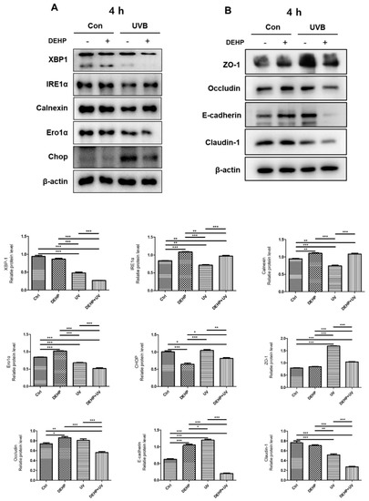 Combined Toxicological Effects of Di (2-Ethylhexyl) Phthalate and UV-B ...