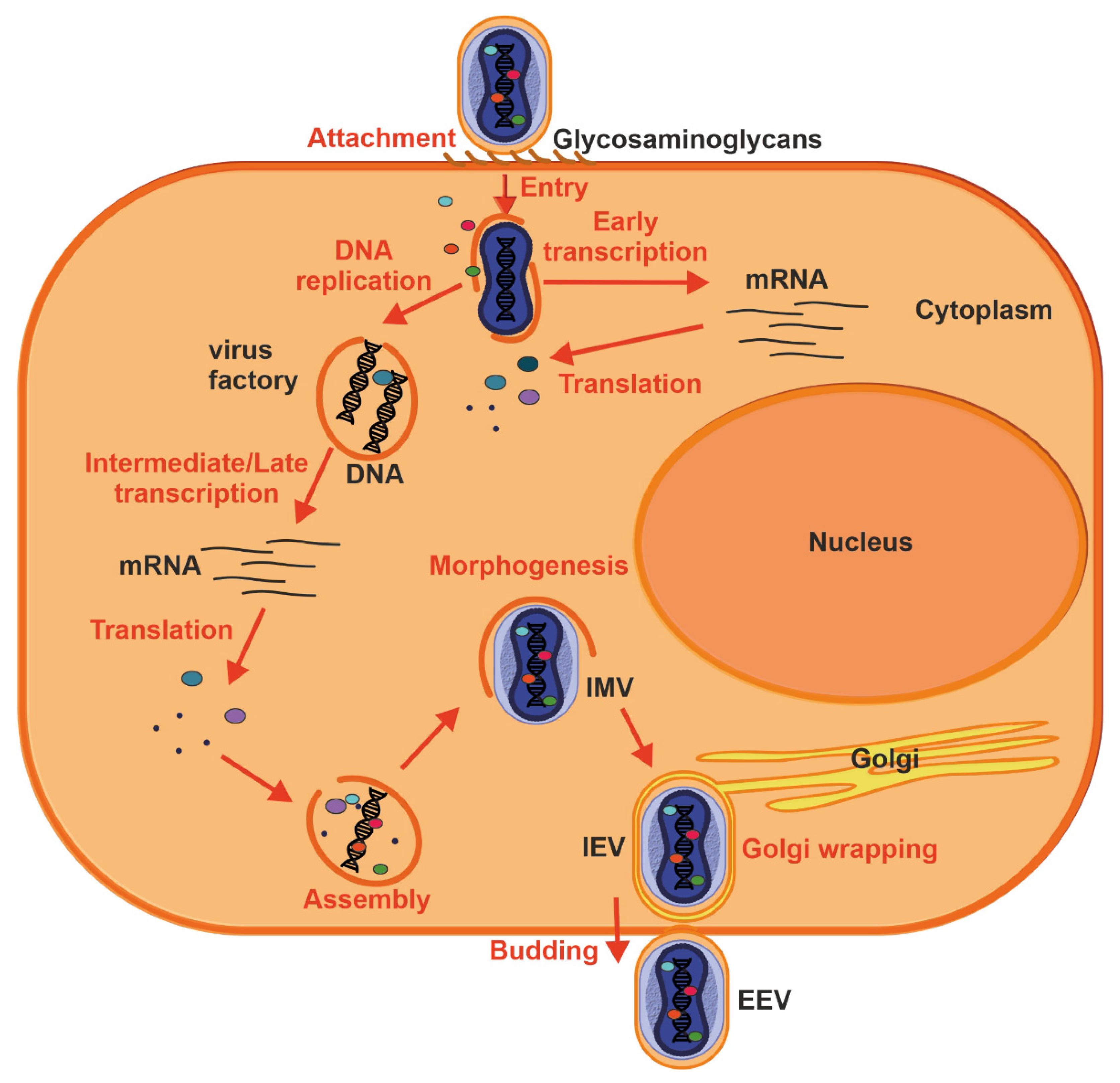 Ijms 23 07866 g004 Ijms 23 07866 g004