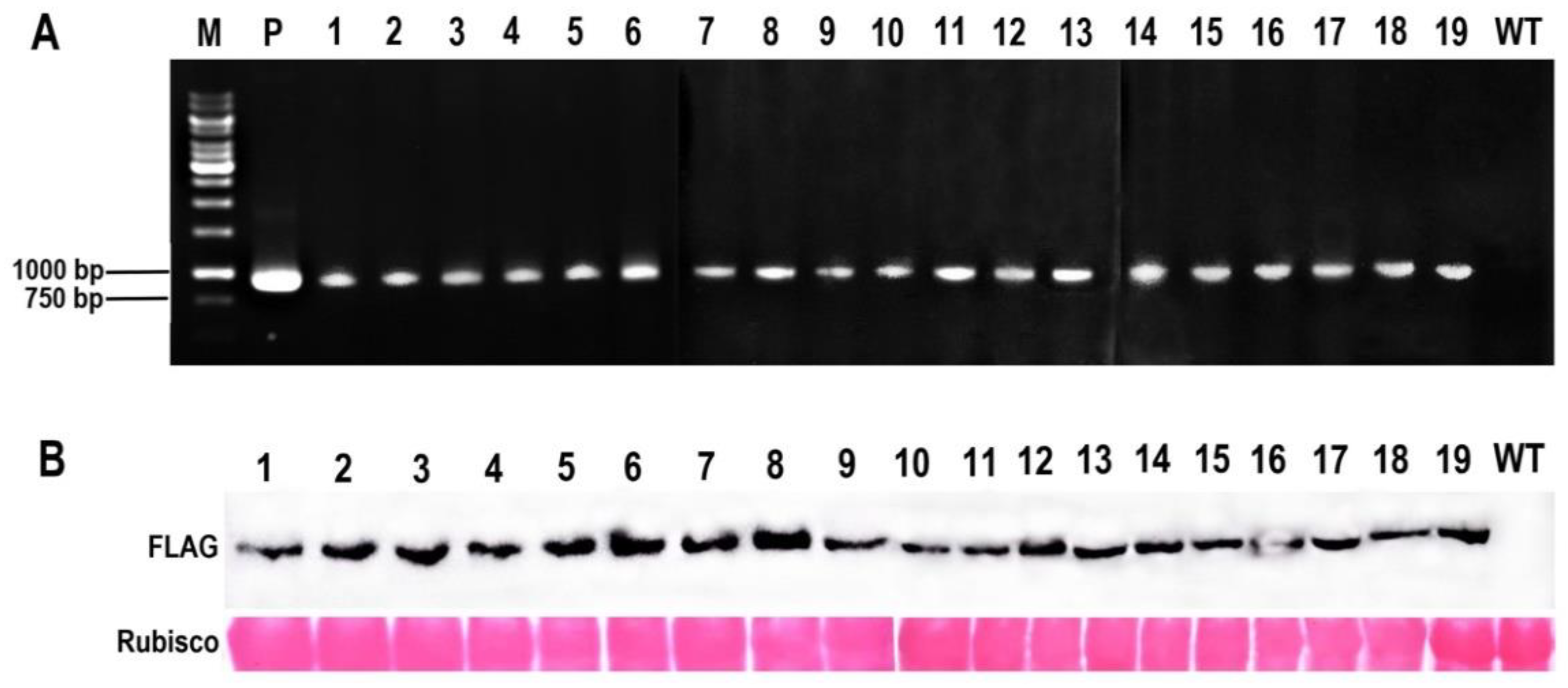 Ijms 23 07879 g002 550