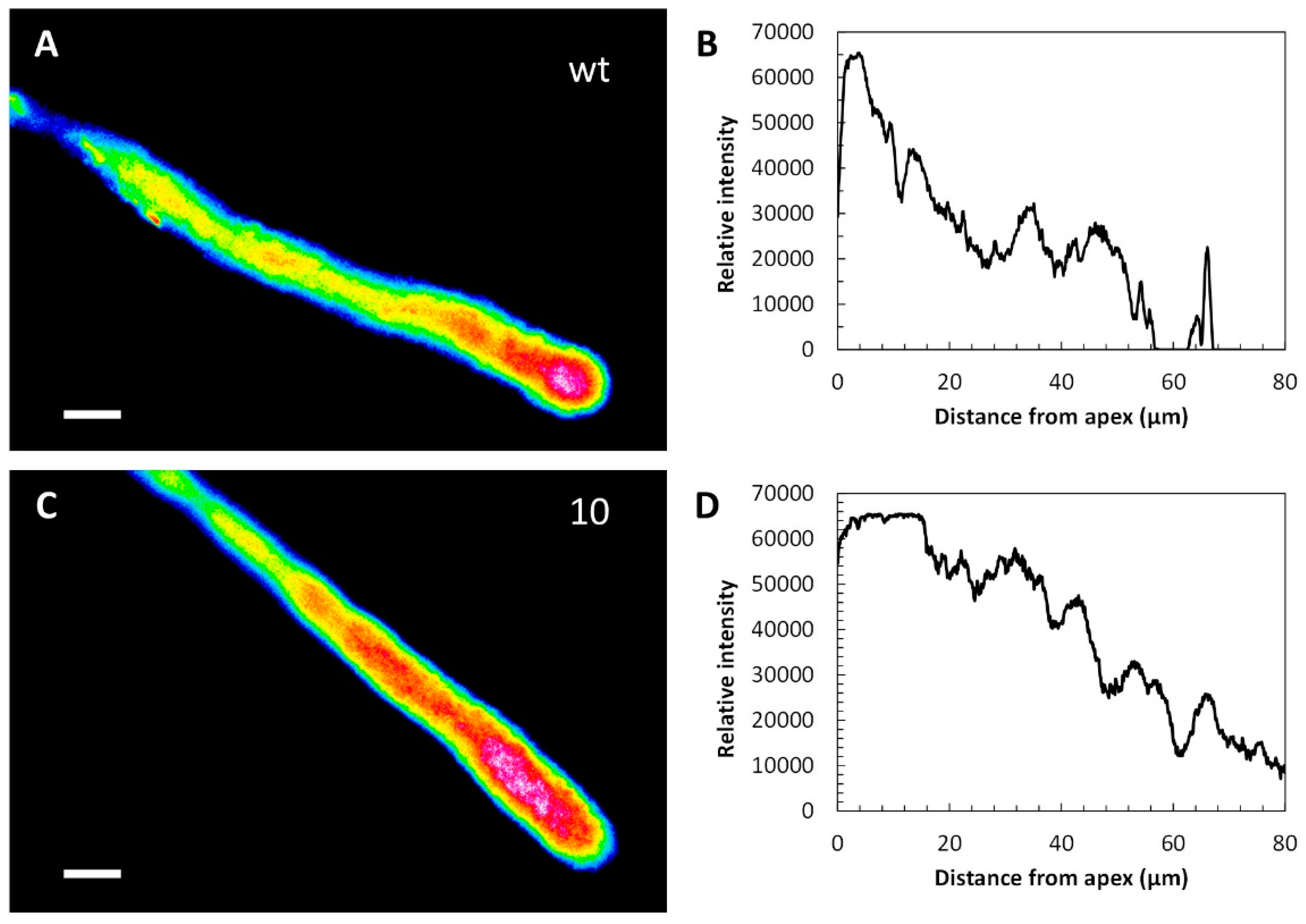 Ijms 23 07880 g004 550
