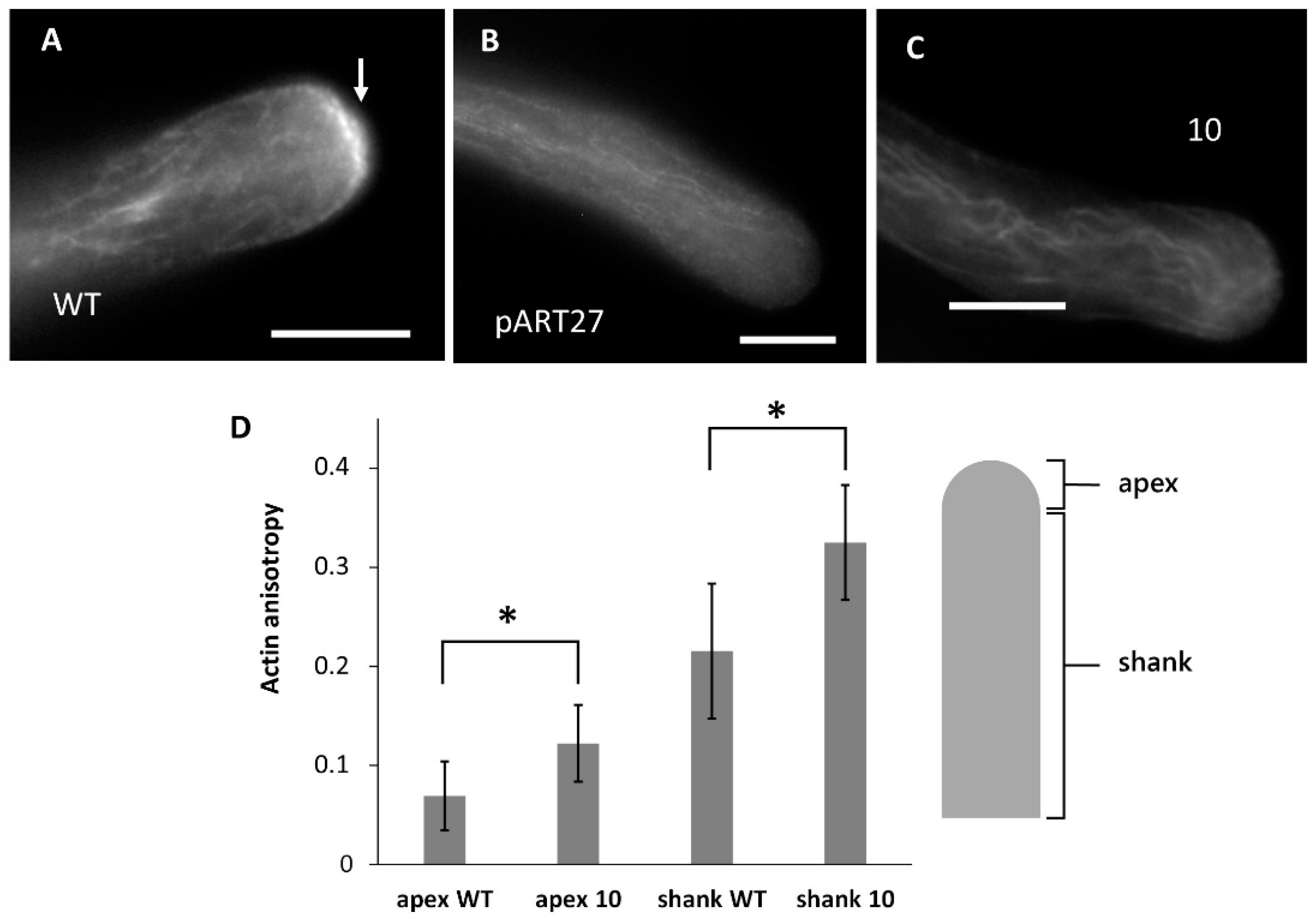 Ijms 23 07880 g006 550
