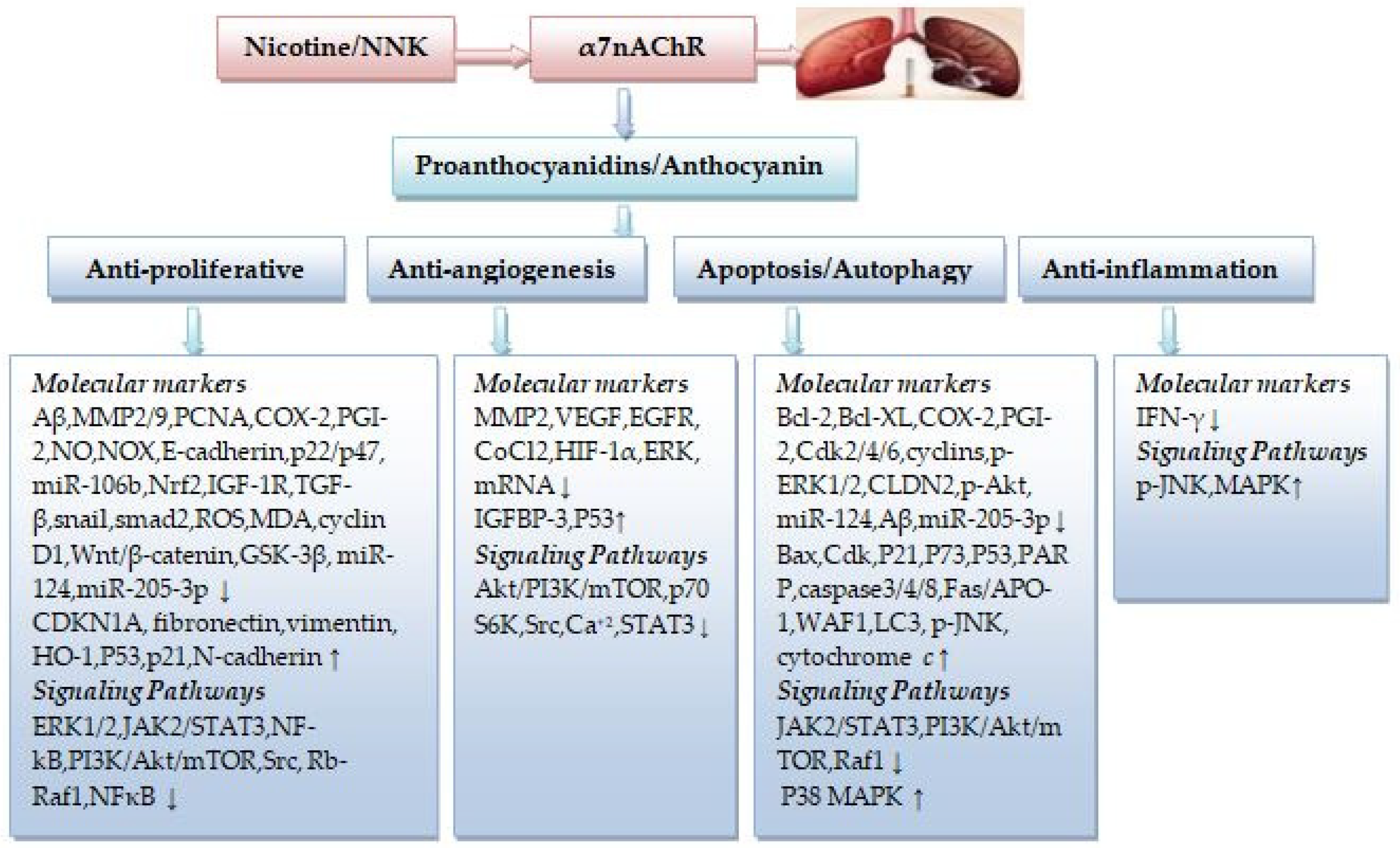 Ijms 23 07905 g002 550